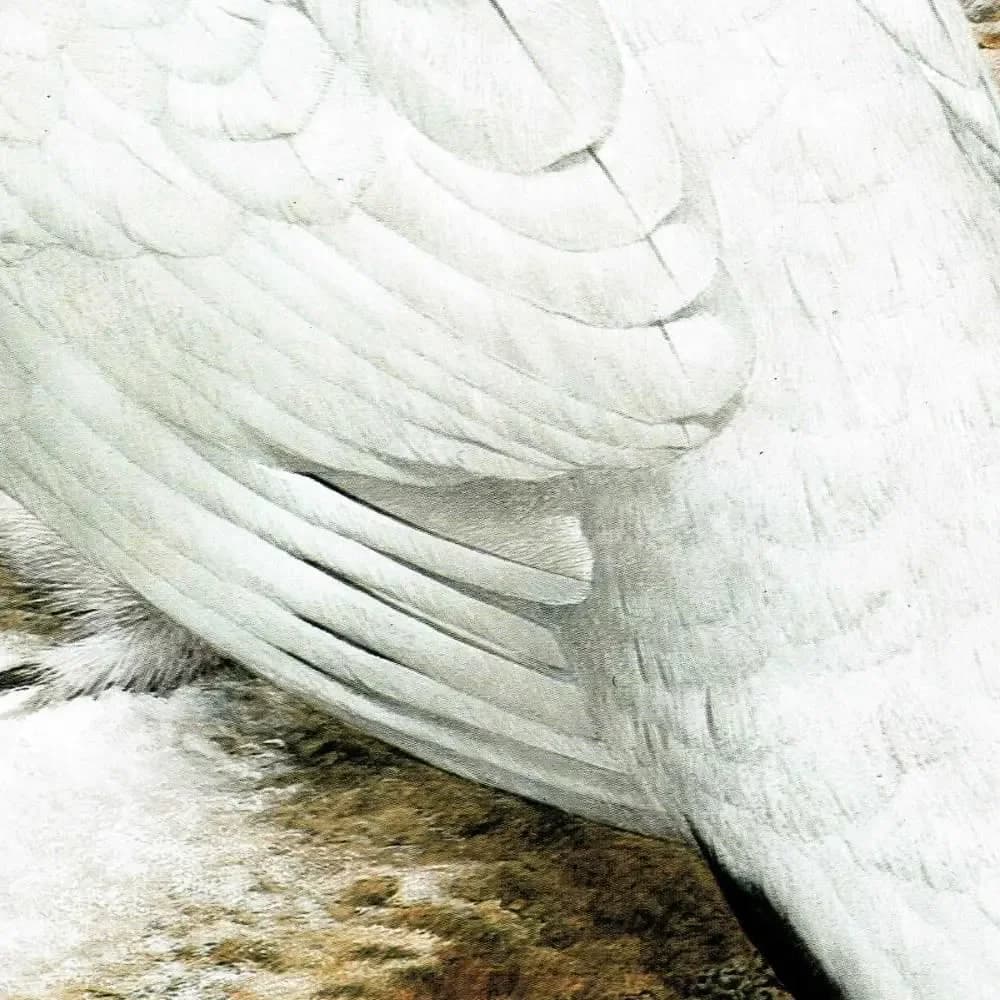 1981 Ptarmigan Lopus Mutus in Winter Plumage - Original Vintage Game Birds Wildlife Art Print - Maurice Pledger - 11.5 x 16.5 in