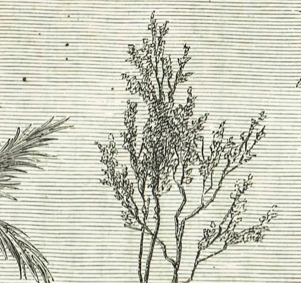 1870s Original Jesuit Mission Church Ruins Paraguay Woodblock Print - South American Architecture - Victorian Travel Drawing - 12 x 8.5 in
