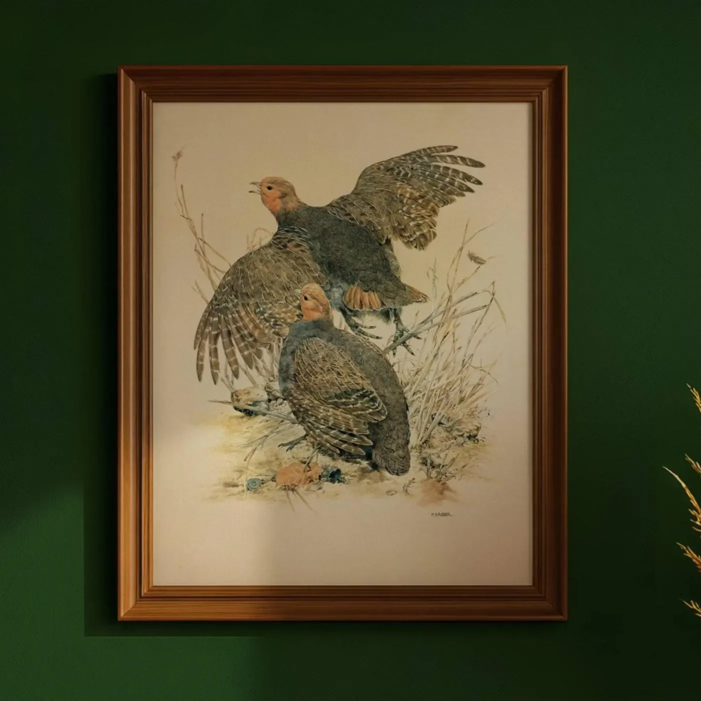 1981 Grey Partridge Perdix Perdix- Maurice Pledger Game Birds - Original Vintage Wildlife Art Print - 11.5 x 16.5 in