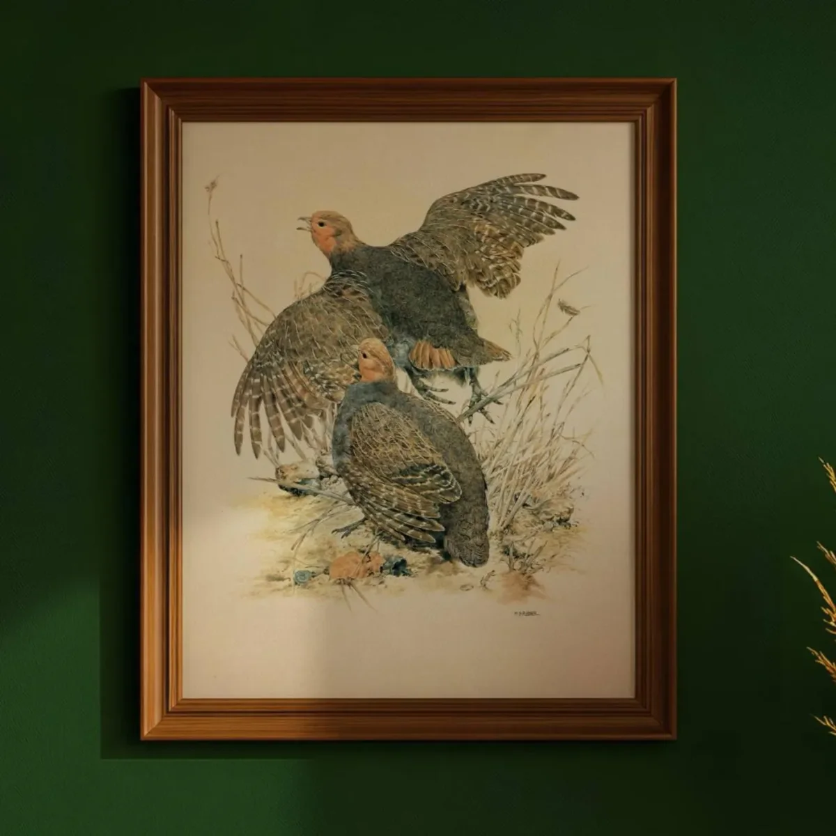 1981 Grey Partridge Perdix Perdix- Maurice Pledger Game Birds - Original Vintage Wildlife Art Print - 11.5 x 16.5 in