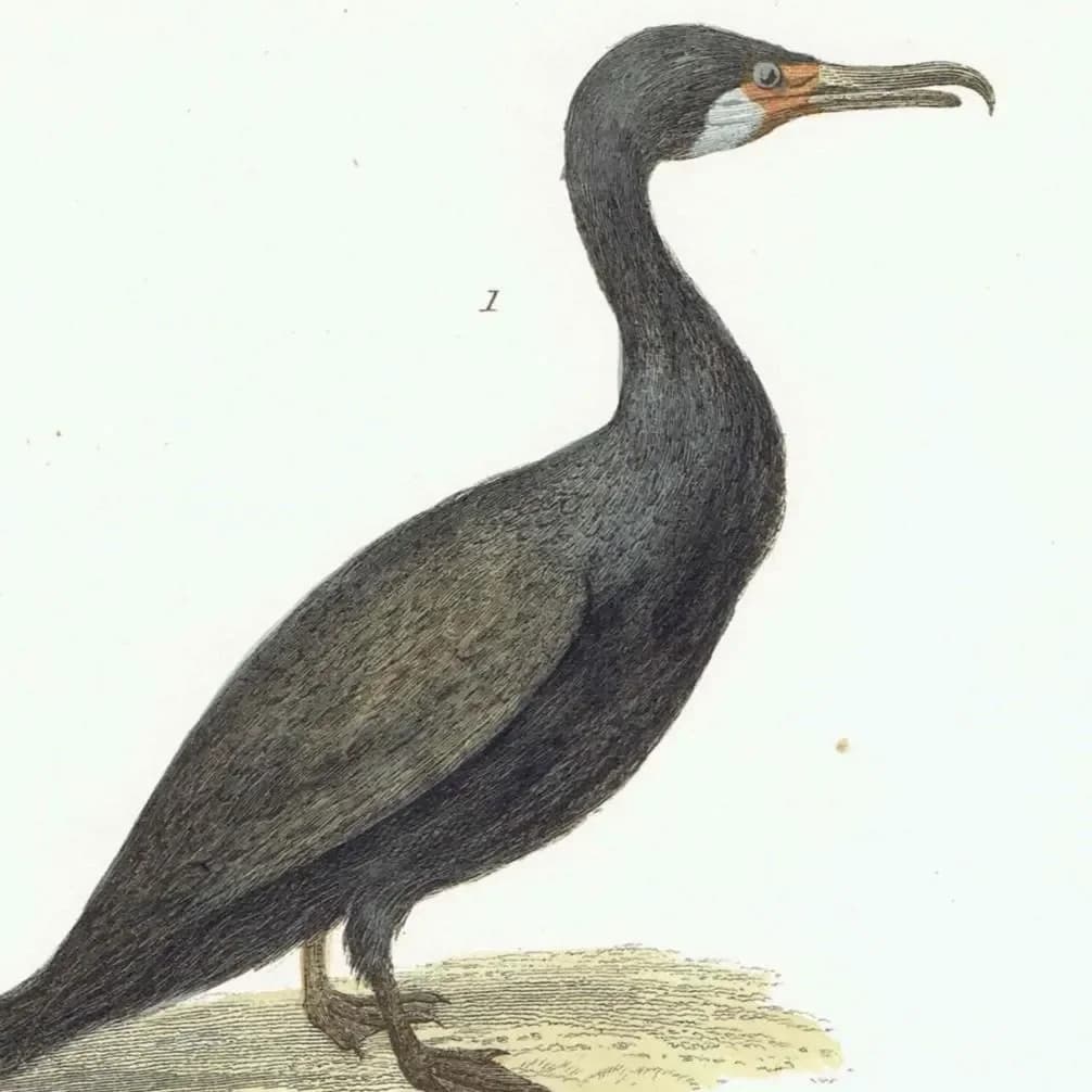 c.1880 Pelecanidae Print - Cormorant & Common Pelican - Hand Coloured Ornithology Art - 9.5 x 6.25 in