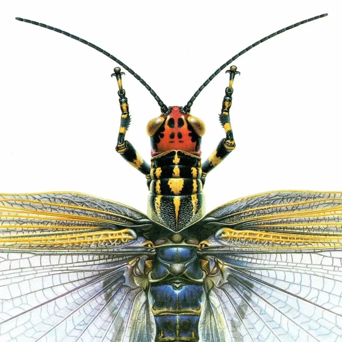 1986 Lubber Grasshopper Zoniopoda Omnicolor Print - Durin Bernard Les Insectes Science illustration - Blanchard Entomology - 11 x 13 in