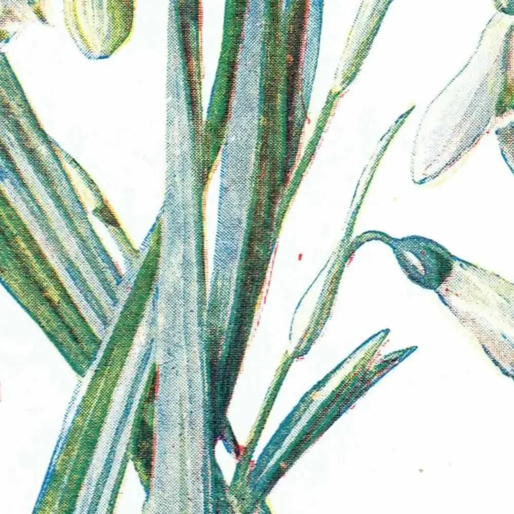 1910s Snowdrop & Snowflake Evergreen Original Antique Print By Hulme - Winter Botanical Wildflower Christmas Decor - 4.75 x 7.25 in