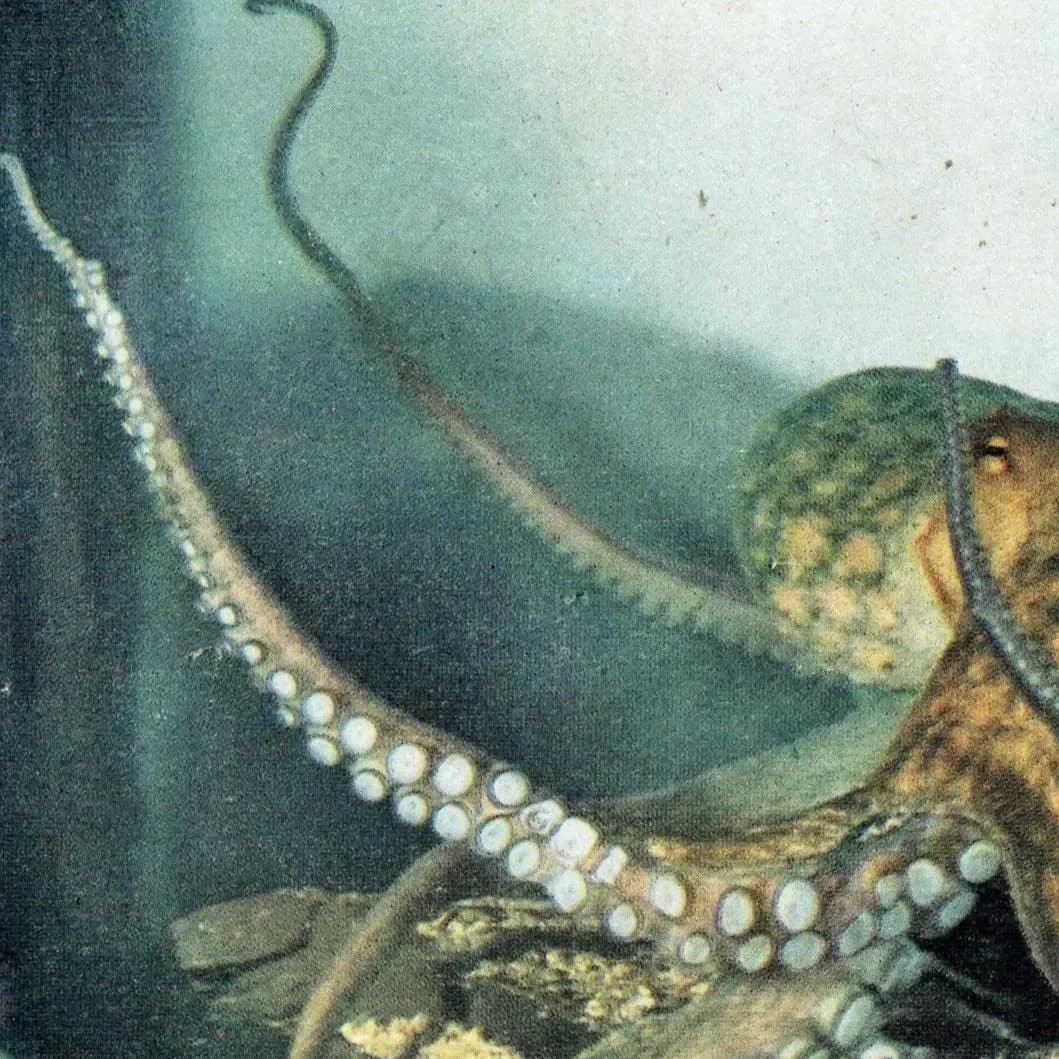 1959 Octopus Marine Life Print - Scientific Illustration - Vintage Ocean Wildlife Study - Natural History Educational Art - 5 x 8.25 in