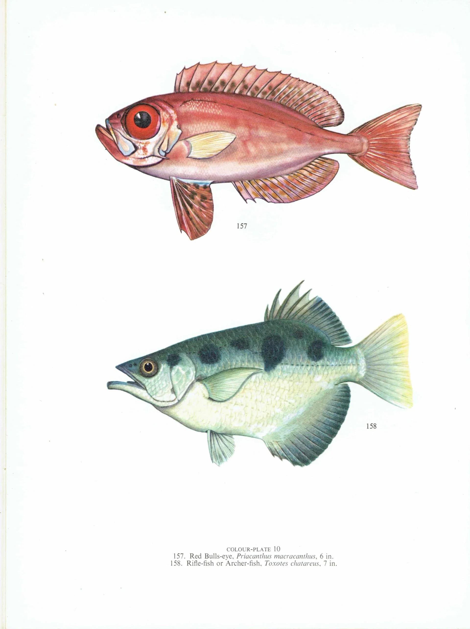 1964 Red Bulls-eye & Archer-fish - Original Vintage Print By Coates - Great Barrier Reef Marine Science Ichthyology - 7 x 9 in