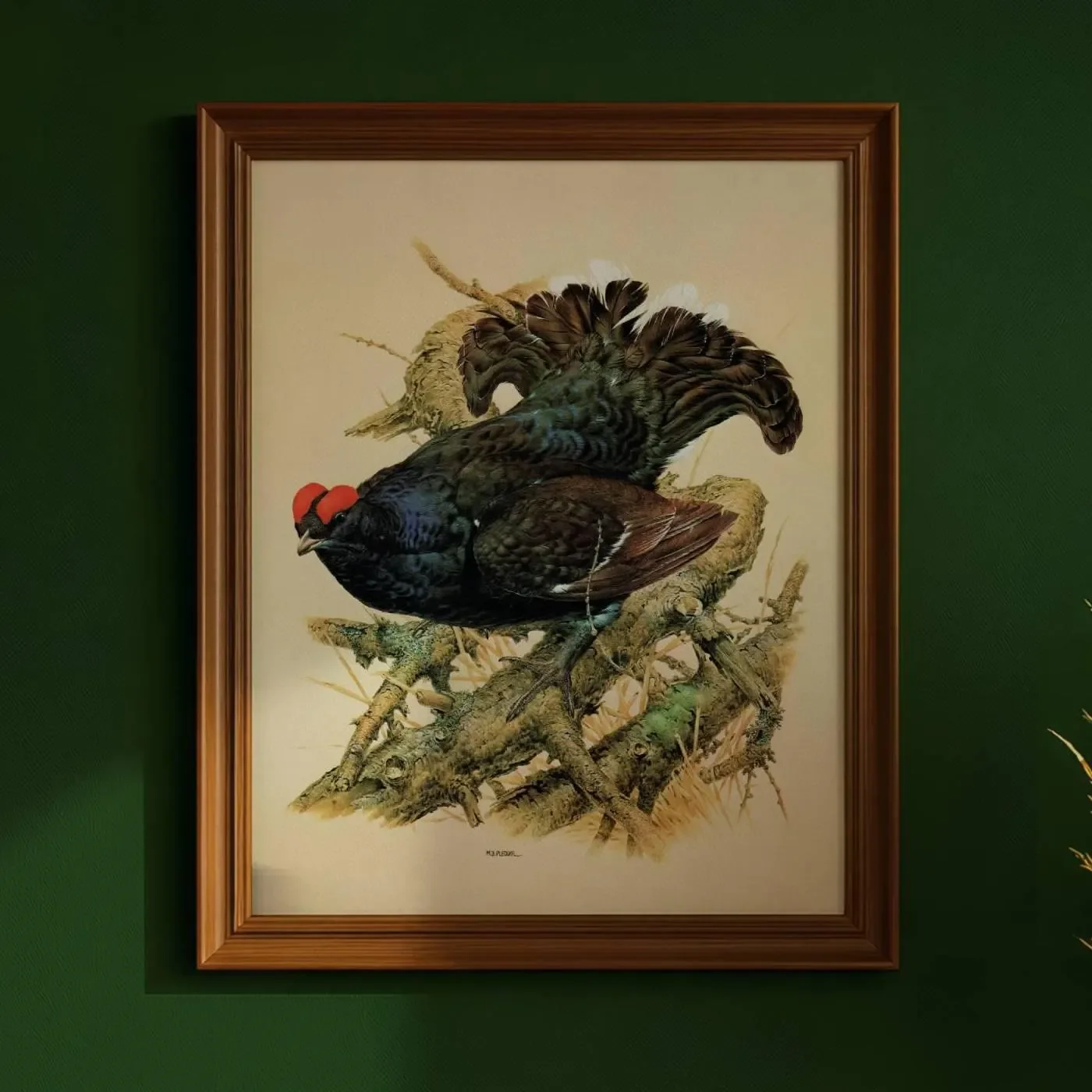 1981 Black Grouse Lyrurus Tetrix - Maurice Pledger Game Birds - Original Vintage Wildlife Art - 11.5 x 16.5 in