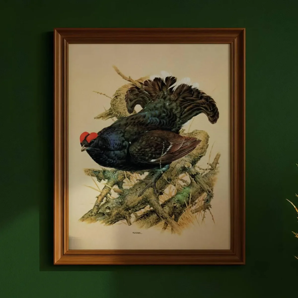 1981 Black Grouse Lyrurus Tetrix - Maurice Pledger Game Birds - Original Vintage Wildlife Art - 11.5 x 16.5 in
