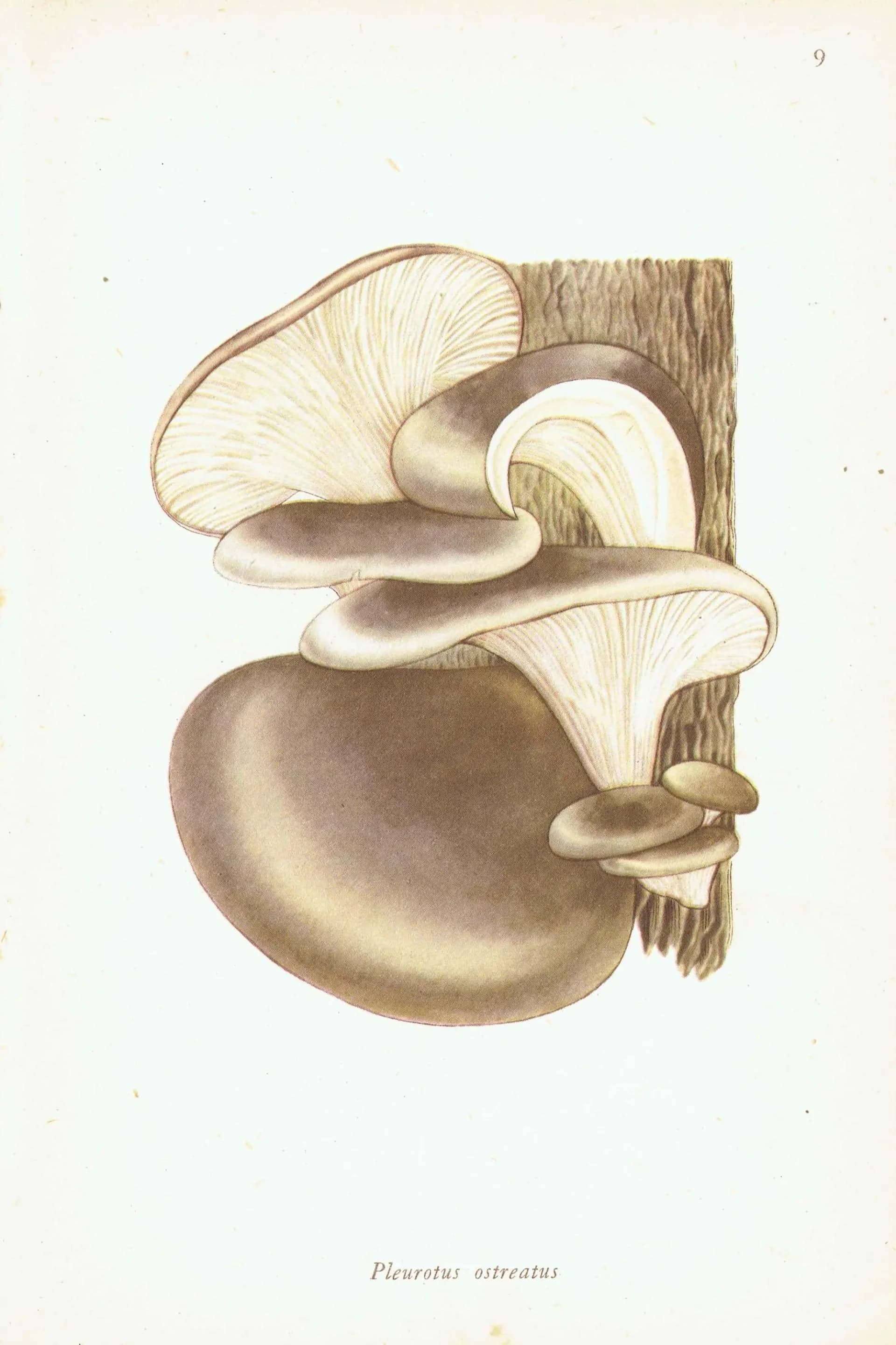 Fairy Ring & Oyster Mushroom Vintage Print – 1943 Botanical Illustration