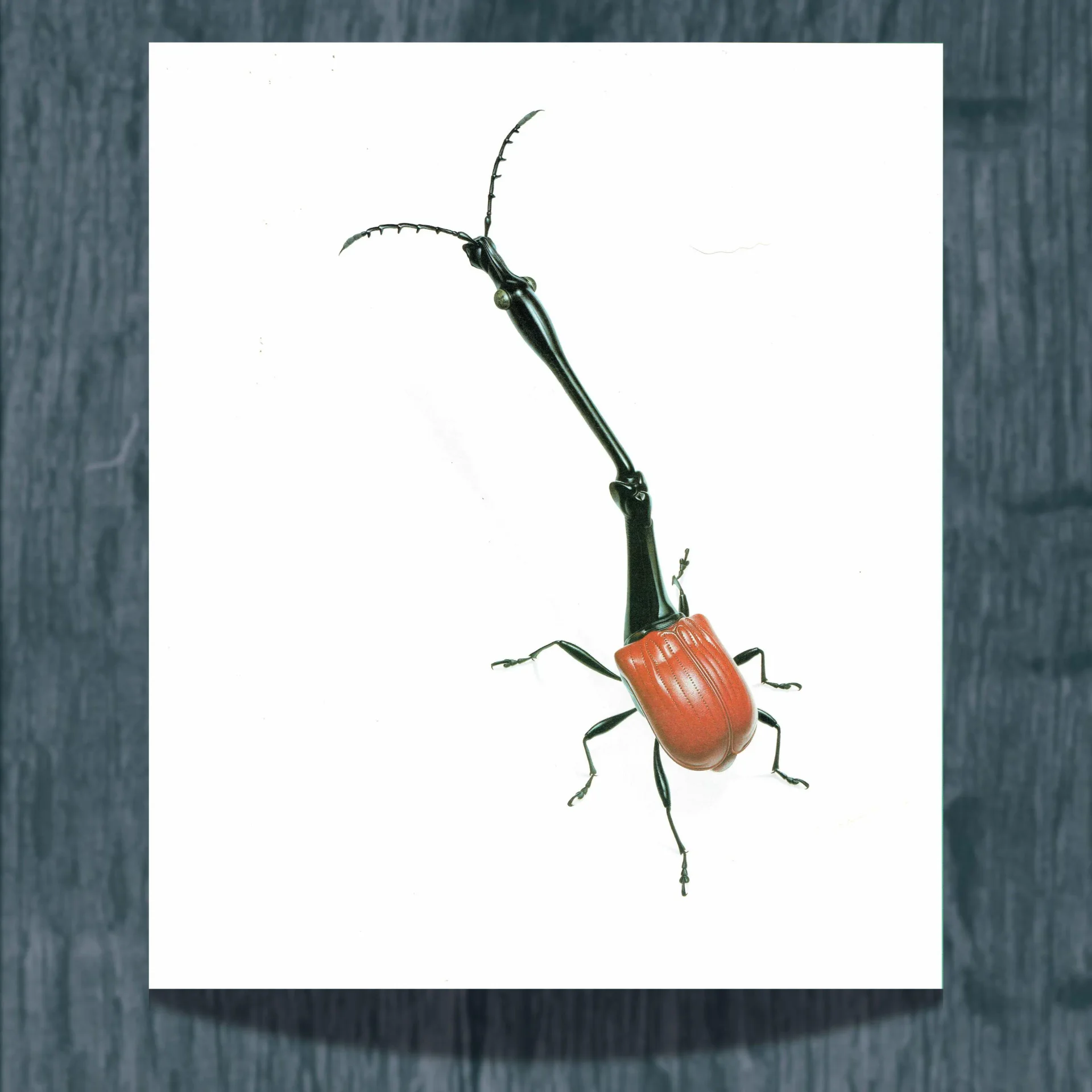1986 Giraff Weevil Tachycephalus Giraffa Print - Durin Bernard Les Insectes Scientific Illustration - Jekel Entomology - 11 x 13 in