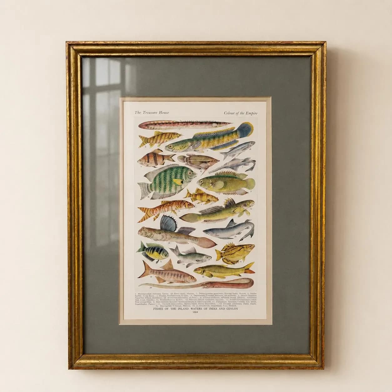 1928 Indian & Canadian Freshwater Fish - Original Vintage Print By Green - I See All Encyclopedia Ichthyology Study - 6 x 9 in