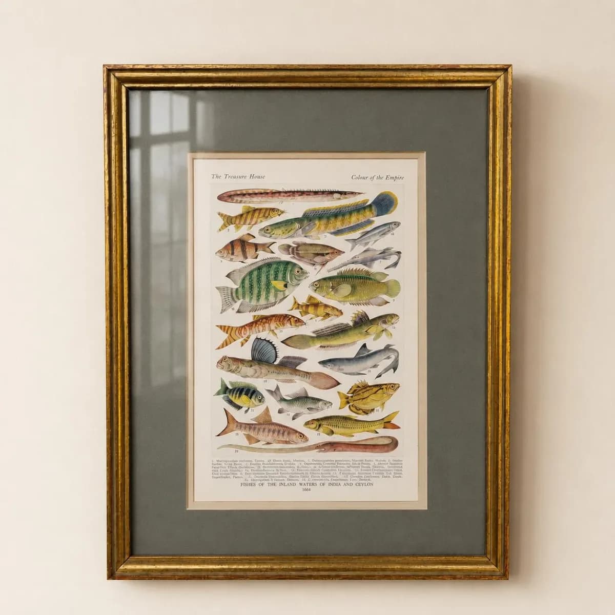 1928 Indian & Canadian Freshwater Fish - Original Vintage Print By Green - I See All Encyclopedia Ichthyology Study - 6 x 9 in