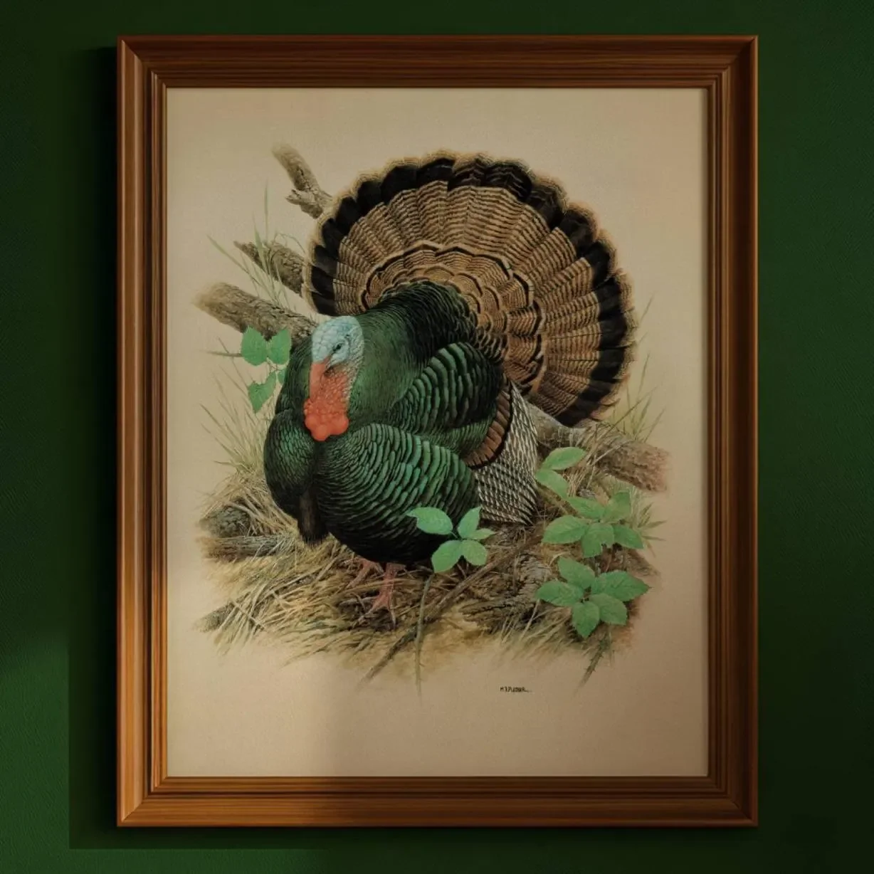 1980s Wild Turkey - Game Birds Woodland Original Vintage Print By Pledger - Natural History Wildlife Art - 11.5 x 16.5 in