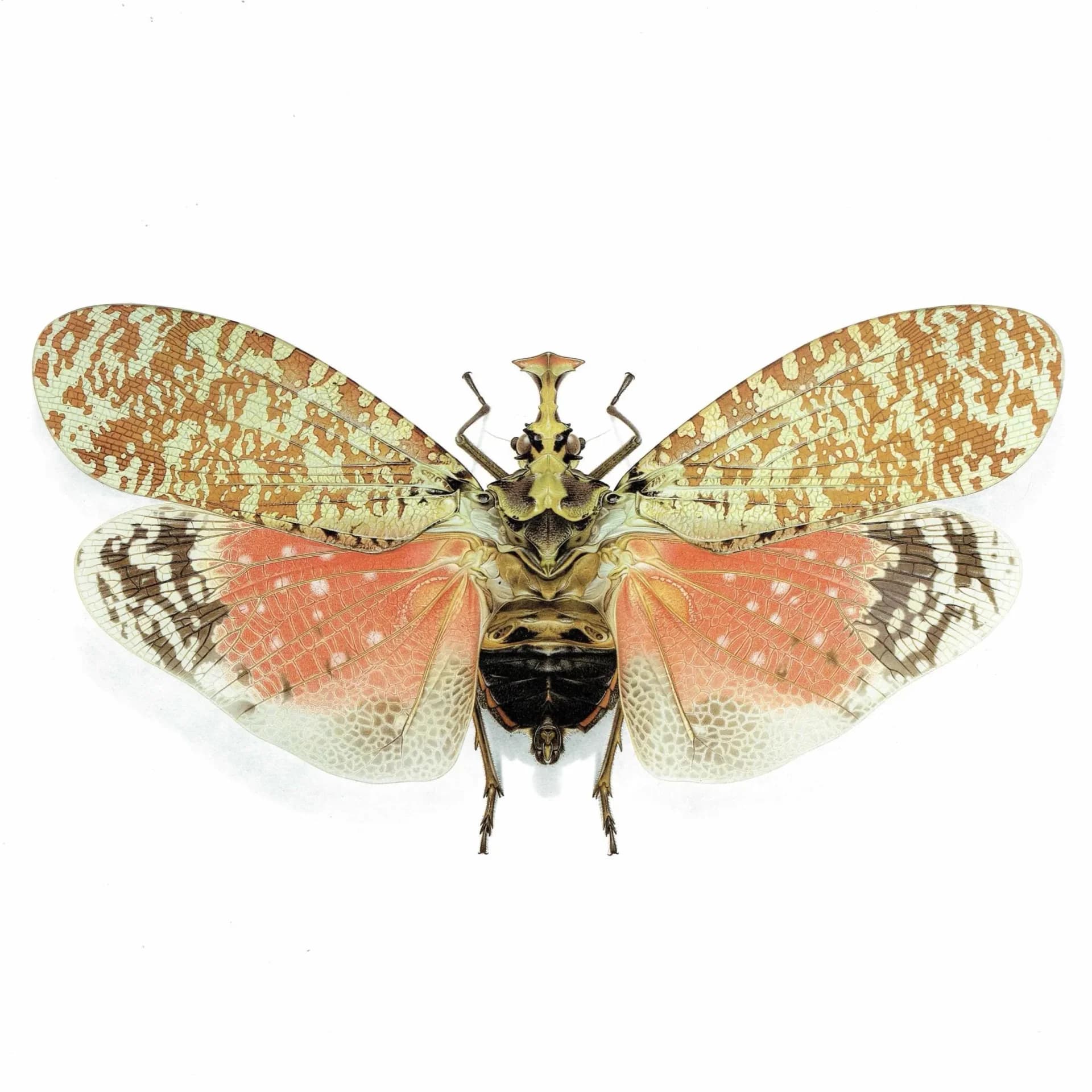 1986 Crowned Lanternfly Phrictus Diadema Print - Durin Bernard Les Insectes Scientific Illustration - Linnaeus Entomology - 11 x 13 in