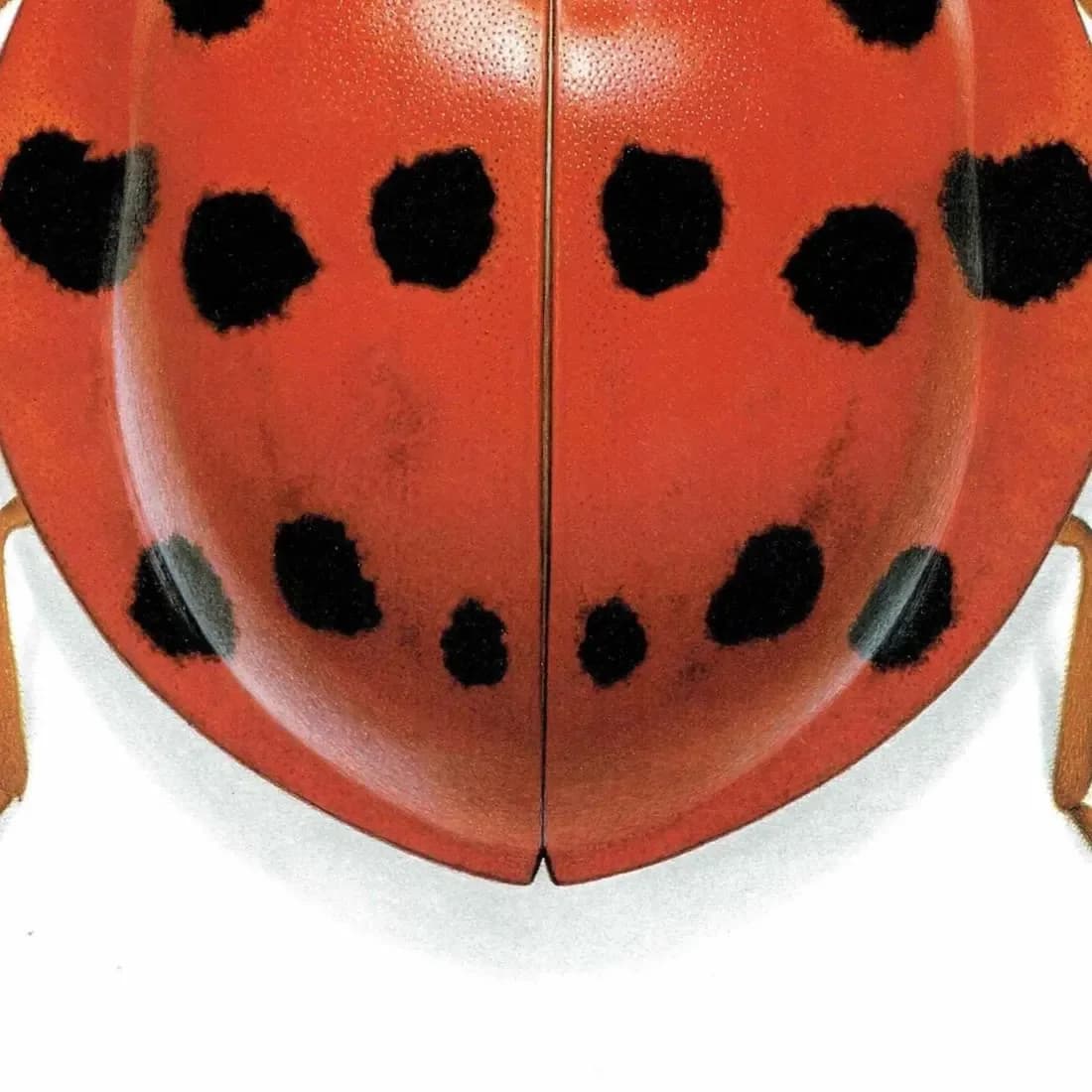 1986 Ladybird Callicaria Superba Print - Durin Bernard Les Insectes Scientific Illustration - Mulsan Entomology - 11 x 13 in