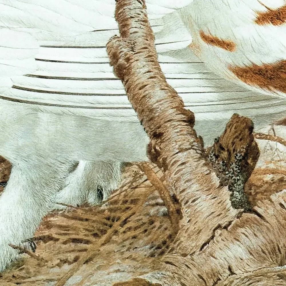 1981 Willow Grouse in Autumn Plumage - Maurice Pledger Game Birds - Original Vintage Wildlife Print - 11.5 x 16.5 in