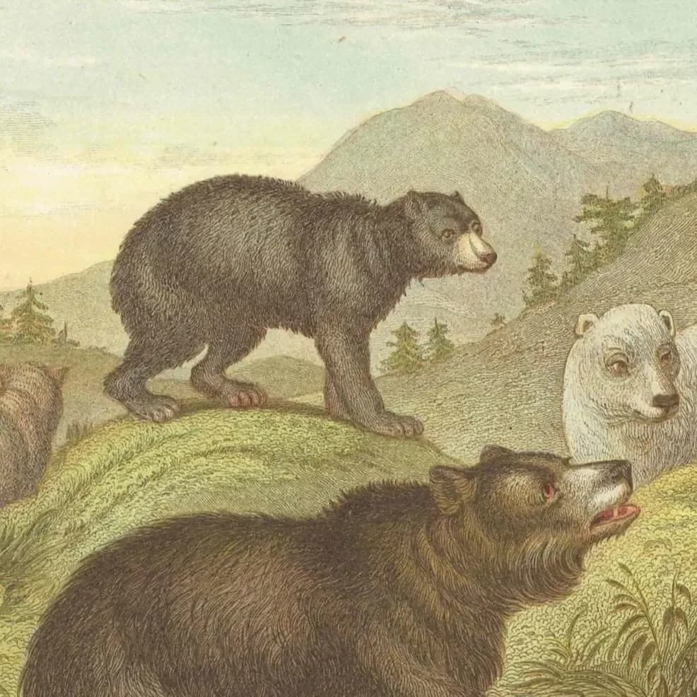 Antique Bears Print – c.1800 Hand-Coloured Illustration (9.5 x 6.5 Inches)