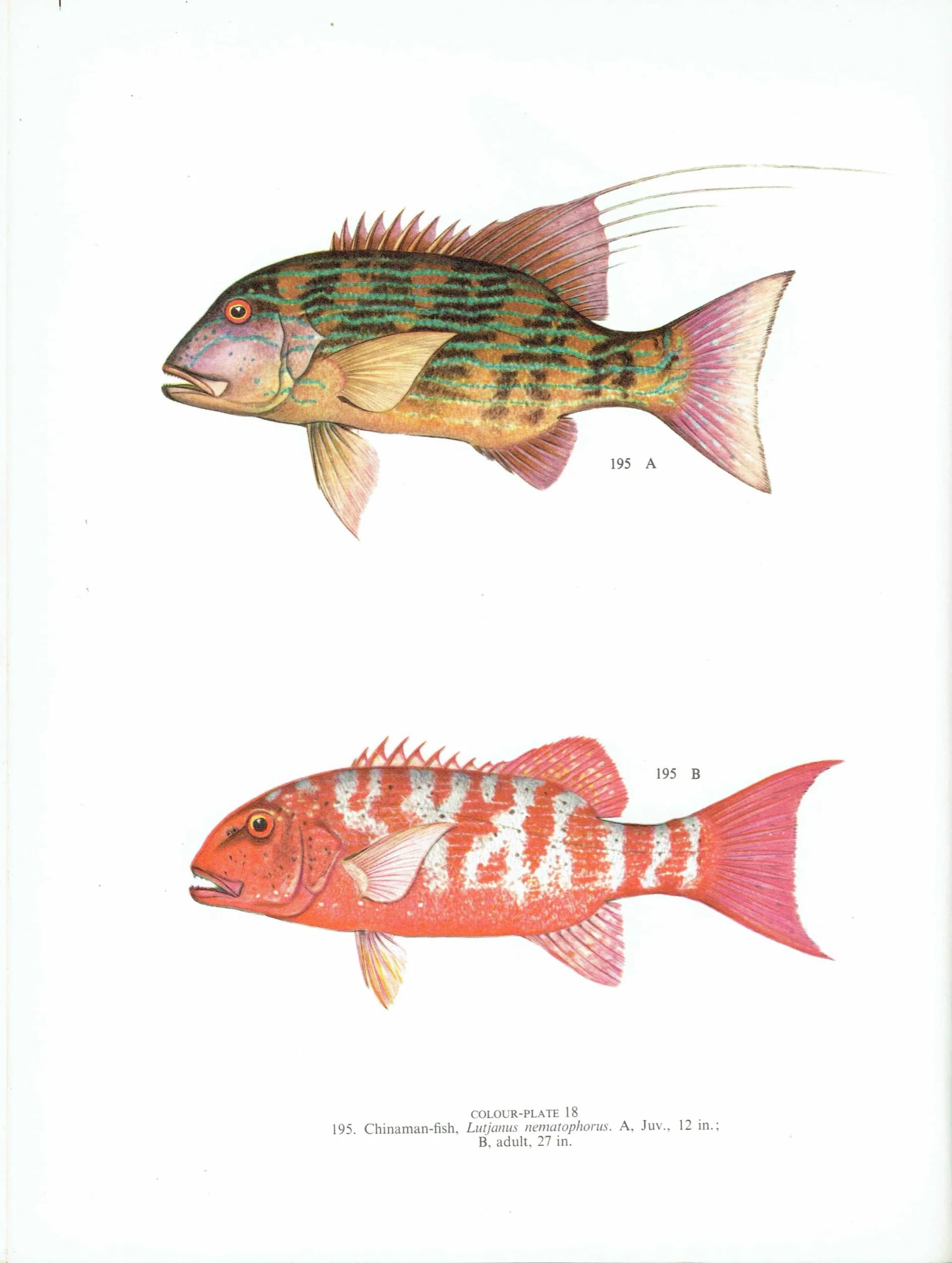 1964 Chinaman-fish Adult & Juvenile - Original Vintage Print By Coates - Great Barrier Reef Fish Science Study - 7 x 9 in