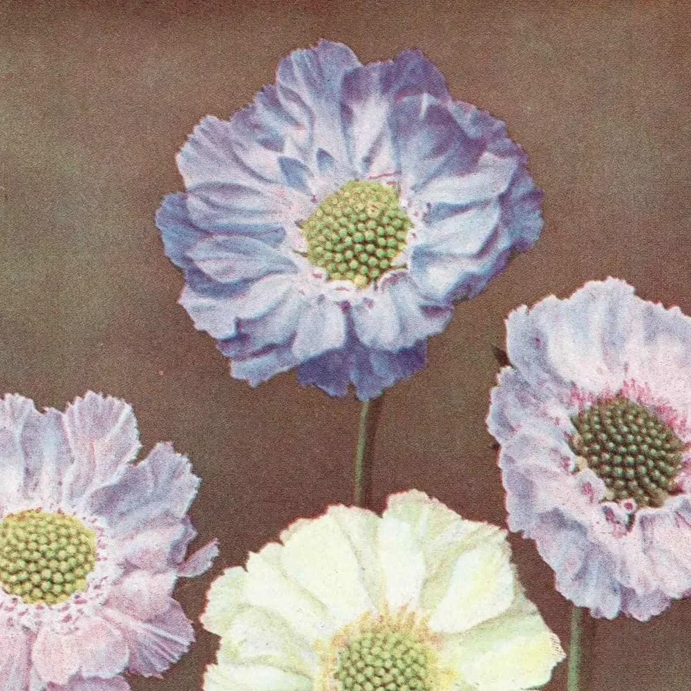 1950s Scabious Botanical Print - Vintage Pincushion Flower Illustration from The Popular Encyclopaedia of Gardening - Wall Art - 5 x 7 in