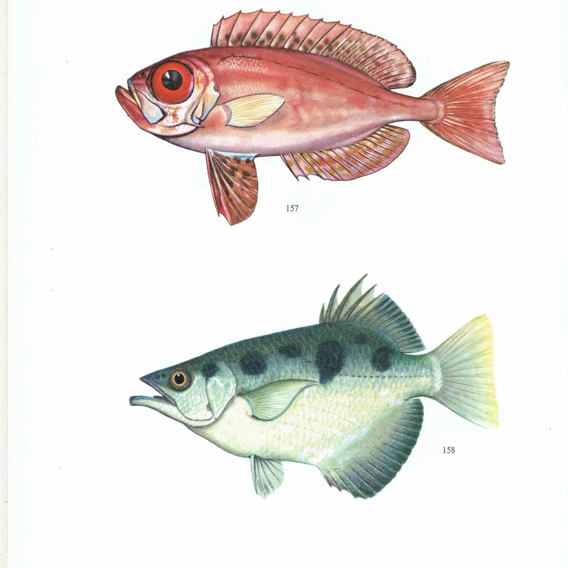 1964 Red Bulls-eye & Archer-fish - Original Vintage Print By Coates - Great Barrier Reef Marine Science Ichthyology - 7 x 9 in