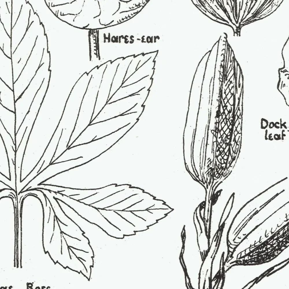 1898 Architectural Leaf Print - Elm, Linden, Chestnut, Iris, Christmas Rose & Decorative Plant Studies - Antique Plate - 8 x 10.75 in