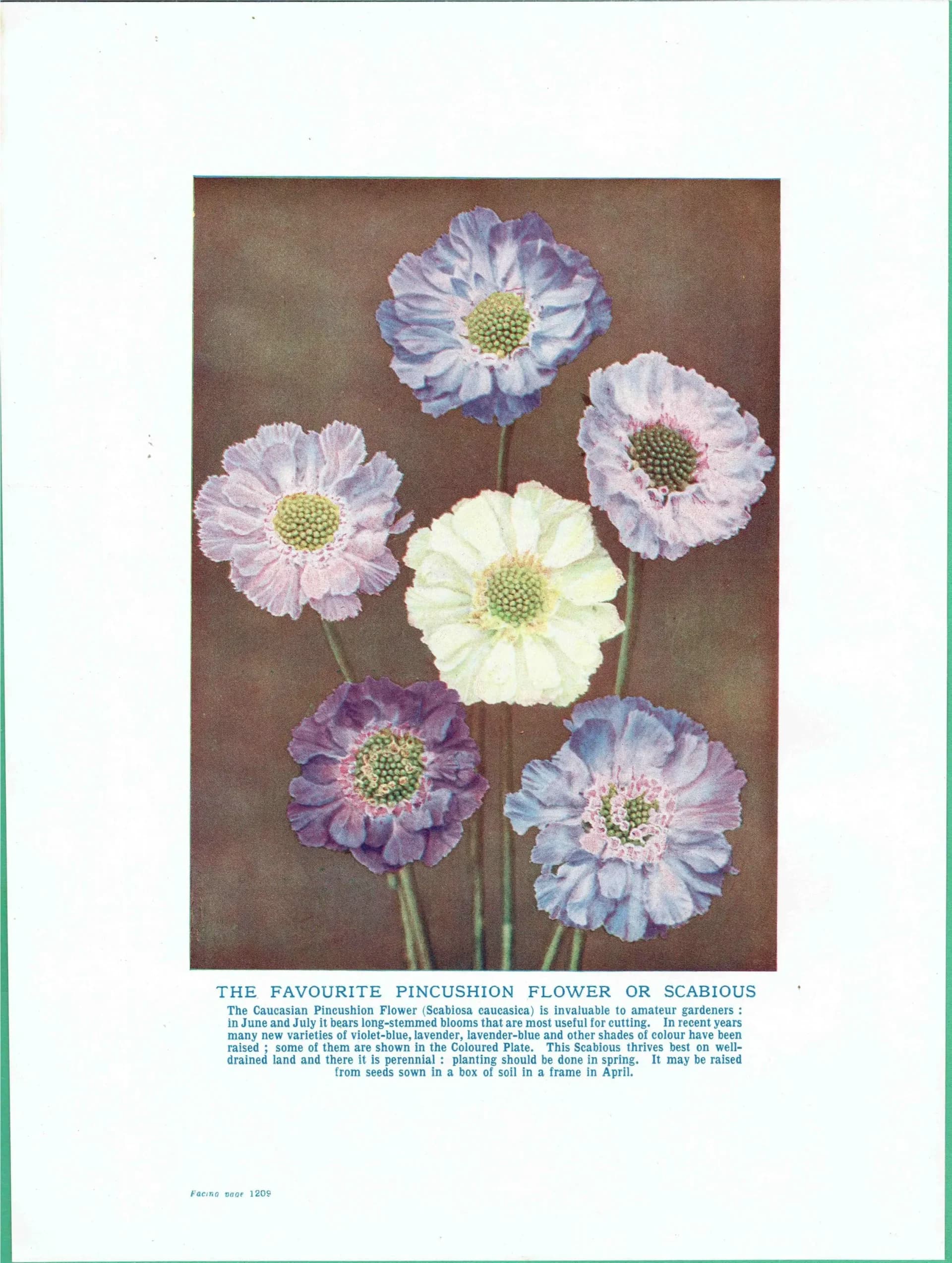 1950s Scabious Botanical Print - Vintage Pincushion Flower Illustration from The Popular Encyclopaedia of Gardening - Wall Art - 5 x 7 in