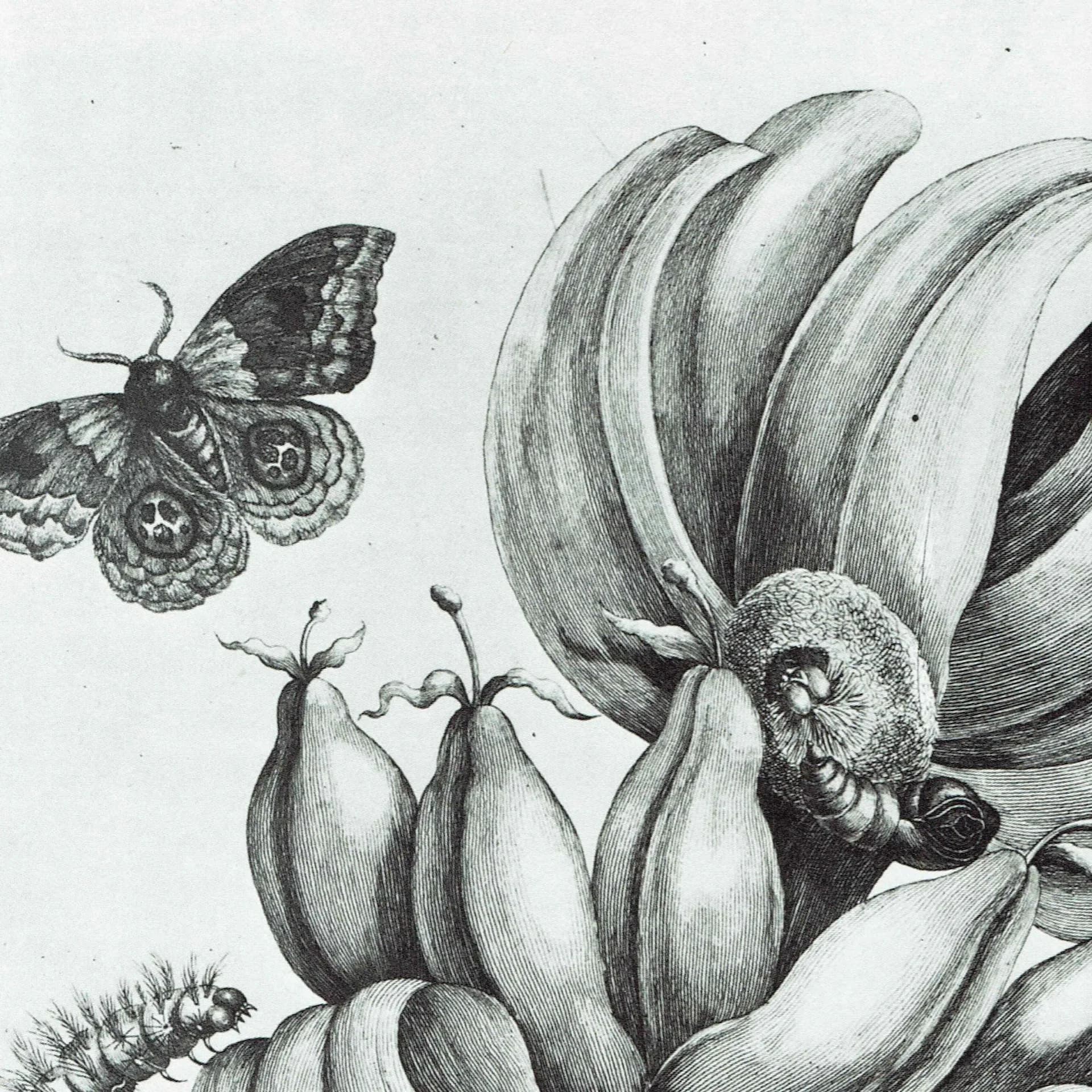 Banana Plant & Moth - MS Merian 1705- Surinam - Botanical Study Plate 12 - 10 x 14 in