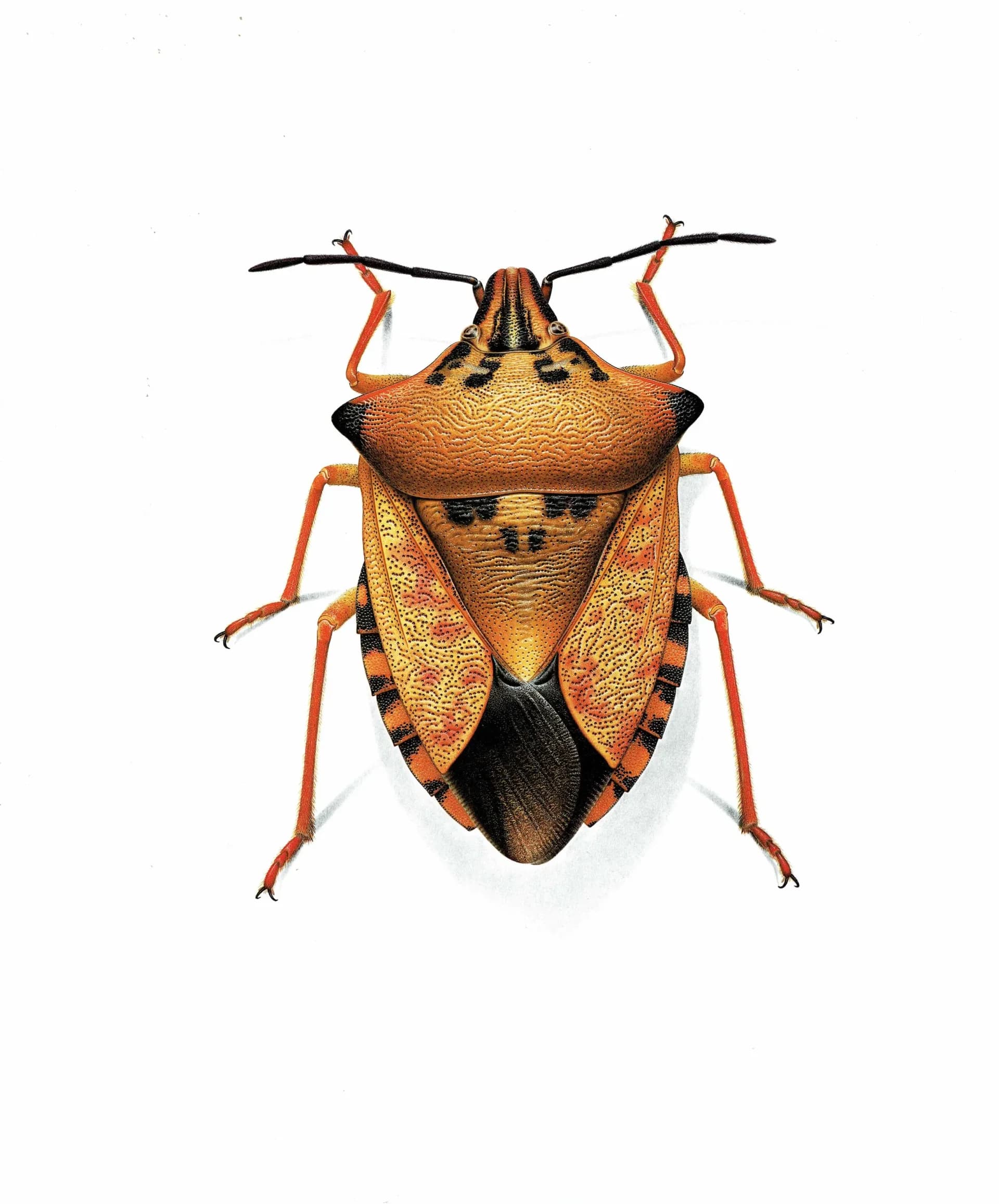 1986 Northern Fruit Bug Carpocoris Fuscispinus Print - Durin Bernard Insectes - Science Illustration Boheman Carl Entomology - 11 x 13 in
