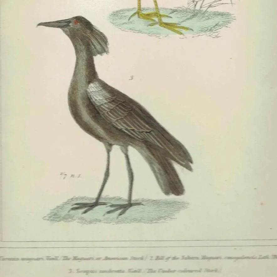 c.1835 Cuvier Animal Kingdom Birds Aves Antique Print - American Stork Umber Coloured Stork - Hand Coloured Ornithology Art - 8.75 x 5.5 in
