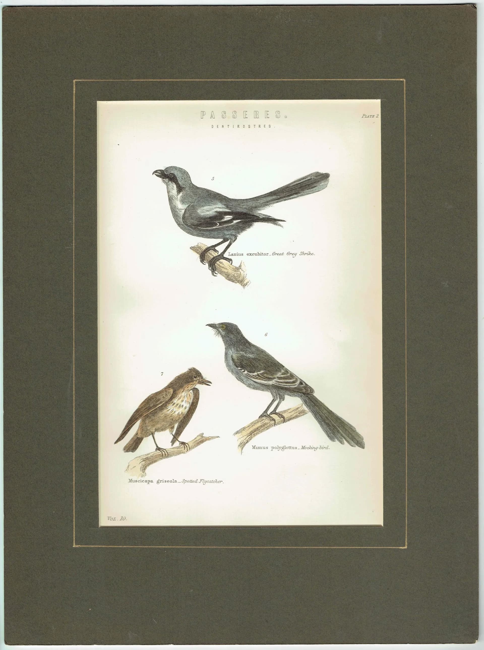 Antique Songbirds Print – 1870 Hand-Colored Ornithology Art