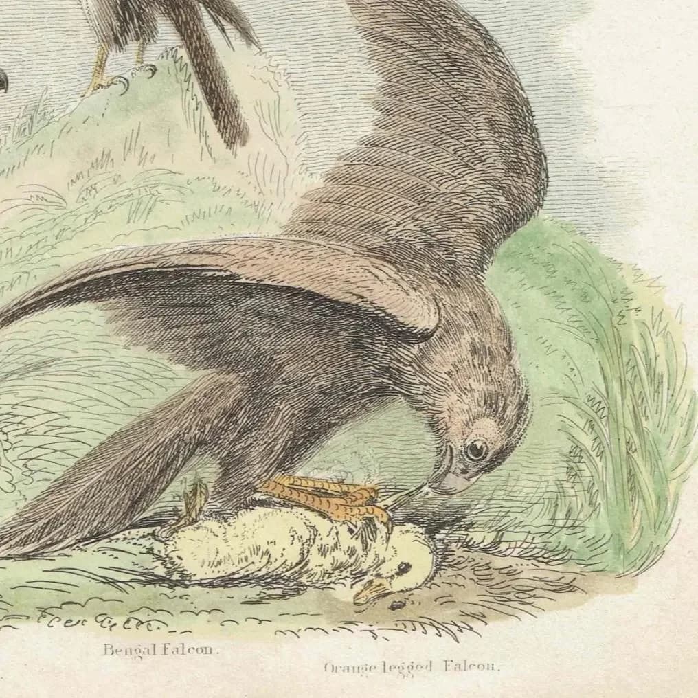 1896 Falcons Bird Print – Antique Ornithology Wall Art