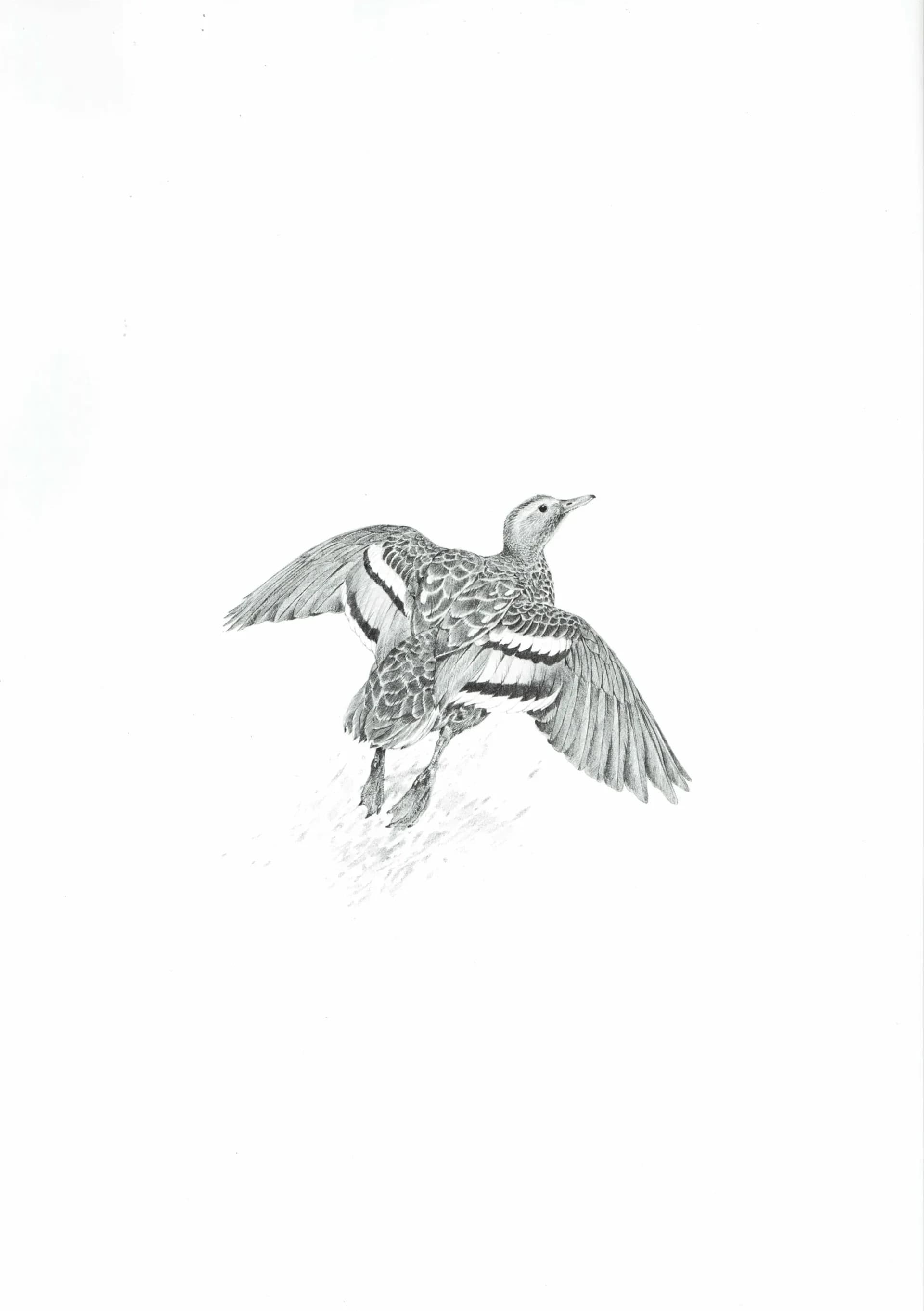 1981 Duck in Flight Game Birds Print - Maurice Pledger - Vintage Wildlife Art - Ornithology - 11.5 x 16.5 in