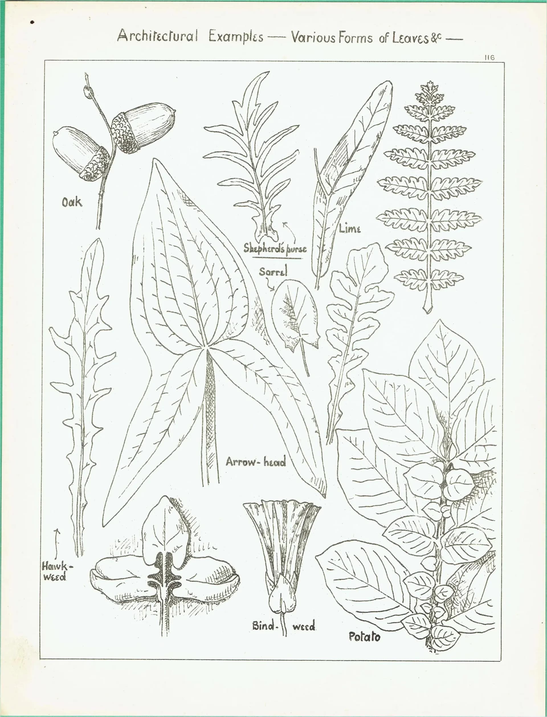 1898 Architectural Leaf Studies Print - Oak, Lime, Potato, Sorrel & Decorative Foliage Engraving - Antique Design Plate - 8 x 10.75 in