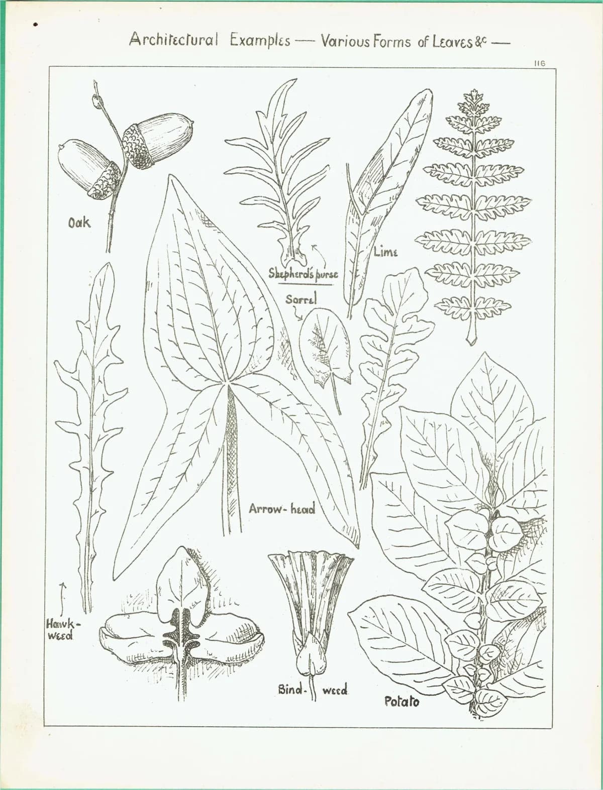 1898 Architectural Leaf Studies Print - Oak, Lime, Potato, Sorrel & Decorative Foliage Engraving - Antique Design Plate - 8 x 10.75 in