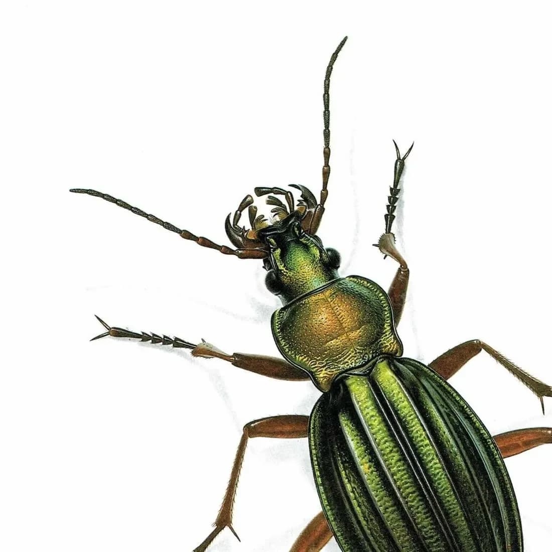 1986 Golden Ground Beetle Carabus Auronitens Print - Durin Bernard Les Insectes Scientific Illustration - Fabricius Entomology - 11 x 13 in