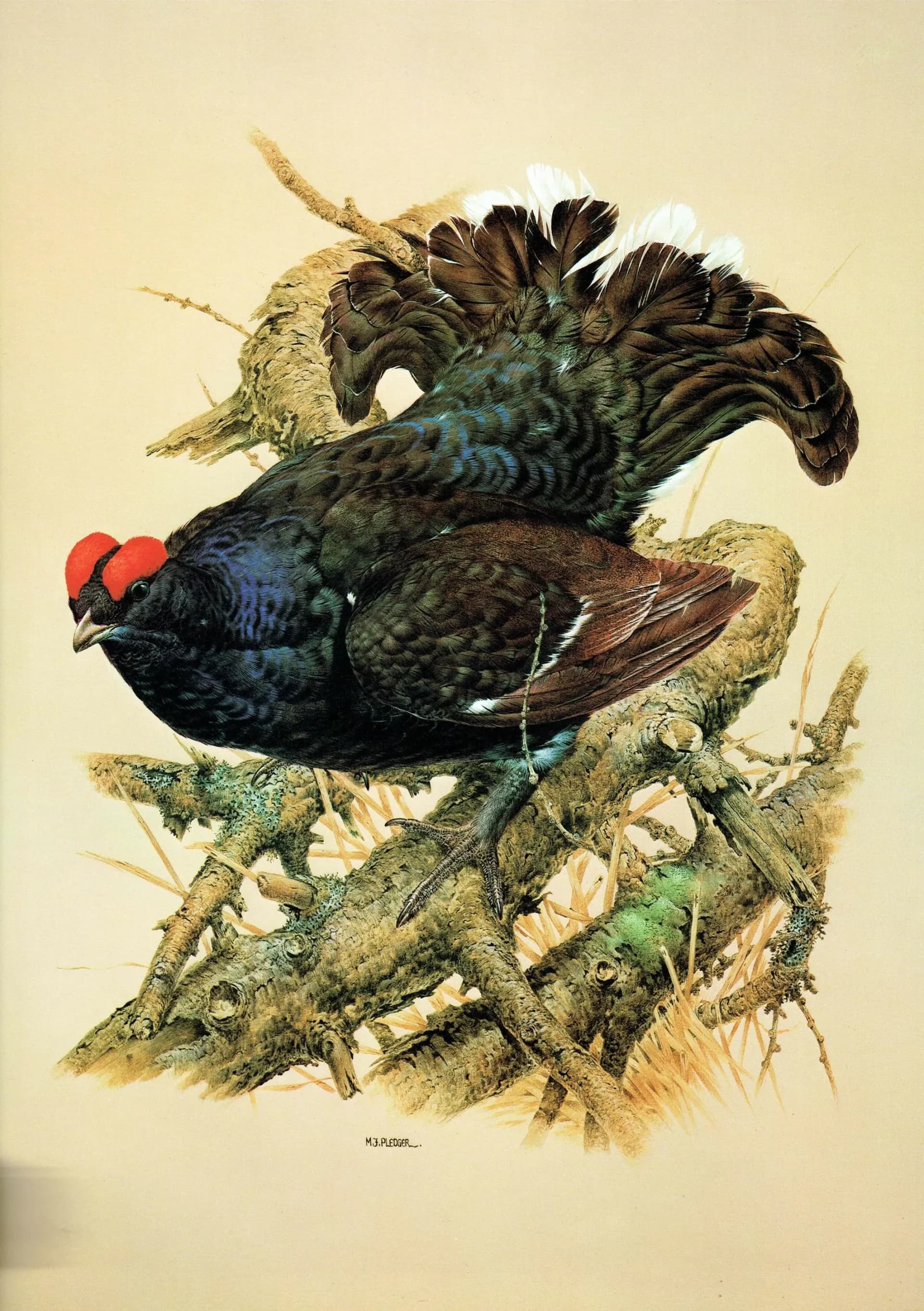 1981 Black Grouse Lyrurus Tetrix - Maurice Pledger Game Birds - Original Vintage Wildlife Art - 11.5 x 16.5 in