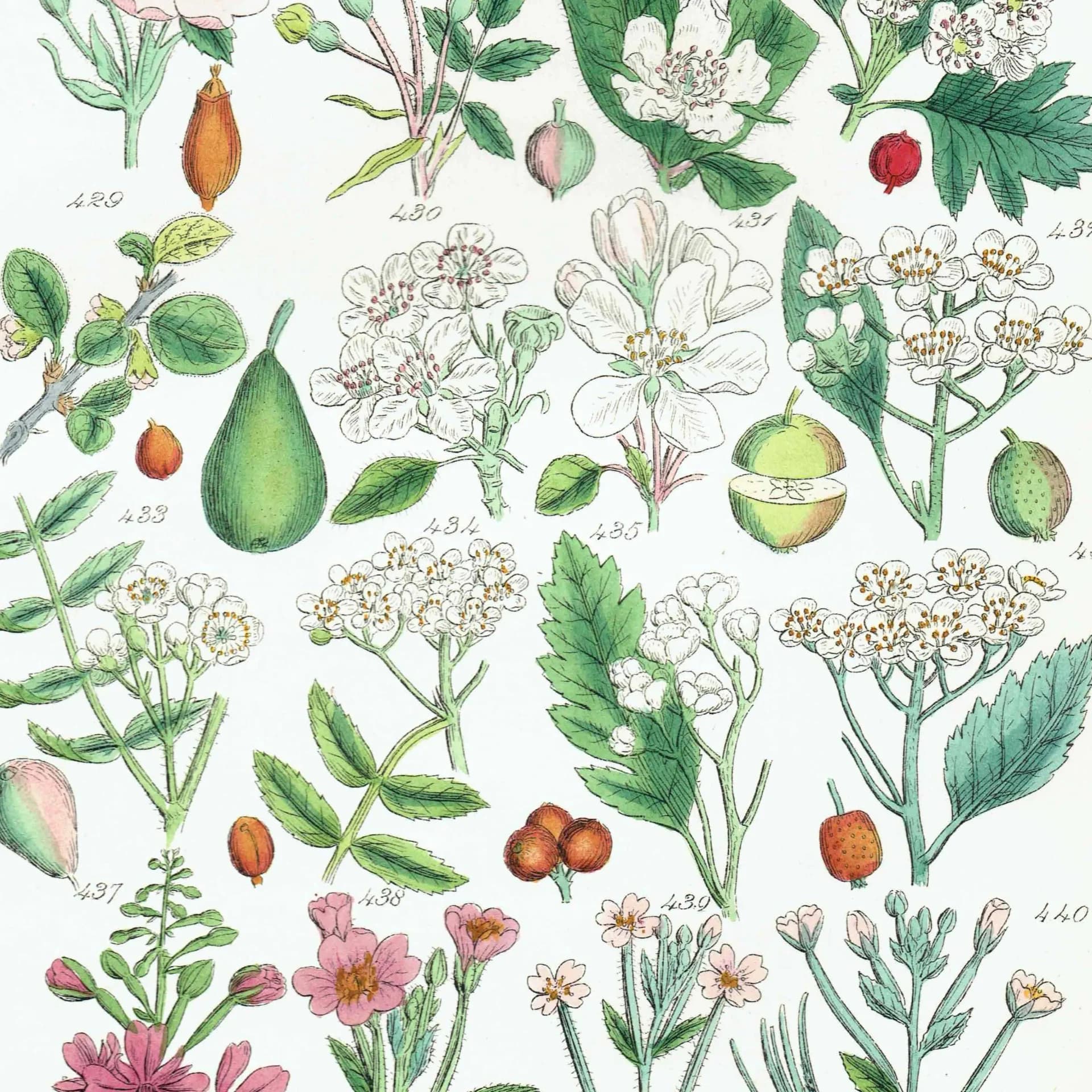 1910 Wild Apple Dog Rose Willowherb - Original Antique Print By Sowerby - British Flora Botanical Study Educational - 6.25 x 9.5 in