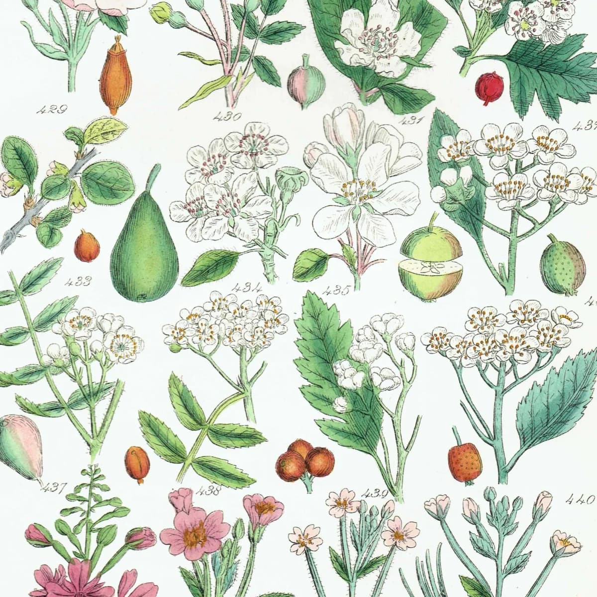 1910 Wild Apple Dog Rose Willowherb - Original Antique Print By Sowerby - British Flora Botanical Study Educational - 6.25 x 9.5 in