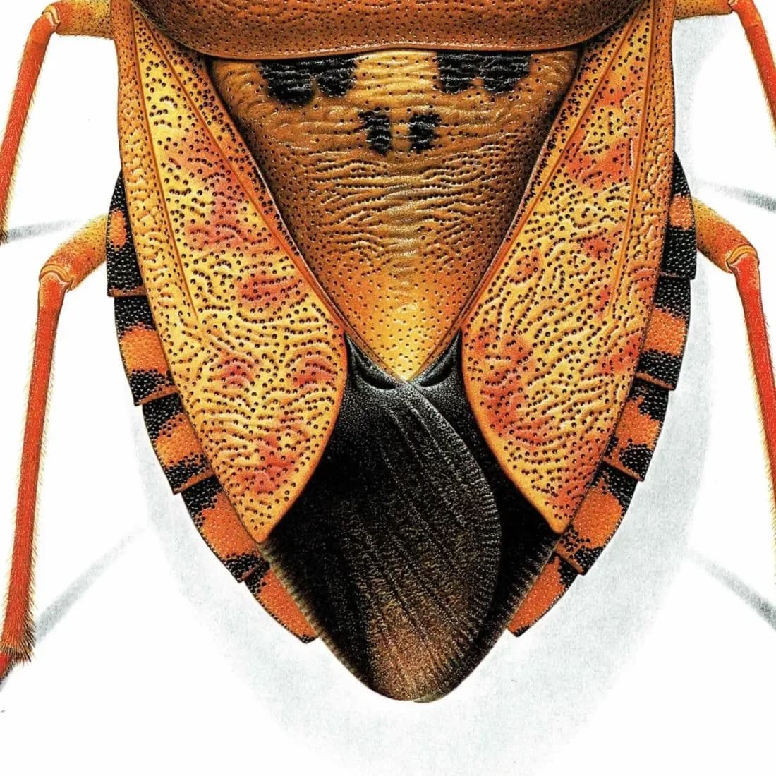 1986 Northern Fruit Bug Carpocoris Fuscispinus Print - Durin Bernard Insectes - Science Illustration Boheman Carl Entomology - 11 x 13 in