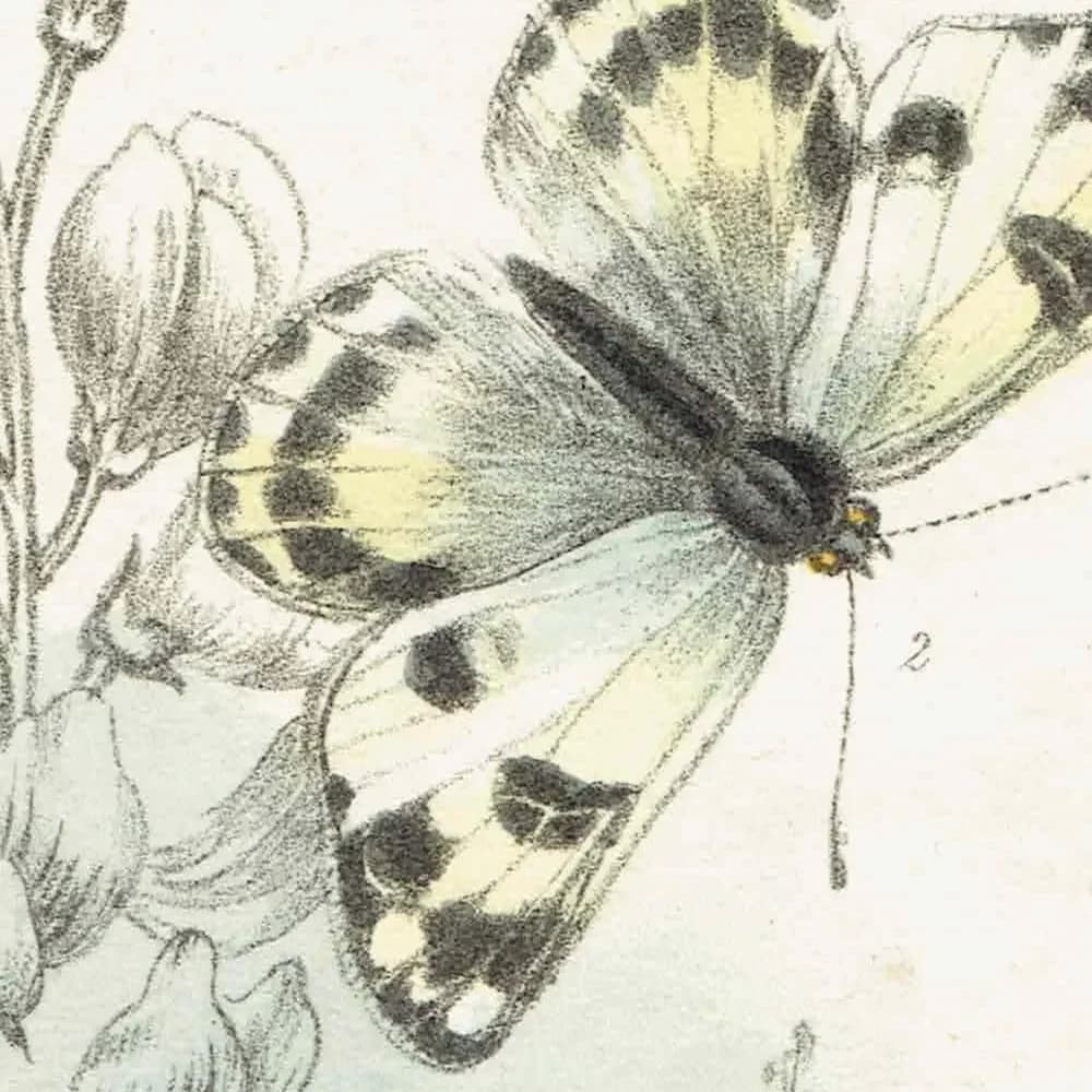 1859 Orange-tip & Wood White Butterfly - Original Antique Print By Humphreys - British Lepidoptera Chromolithograph Life Cycle - 7 x 10.4 in