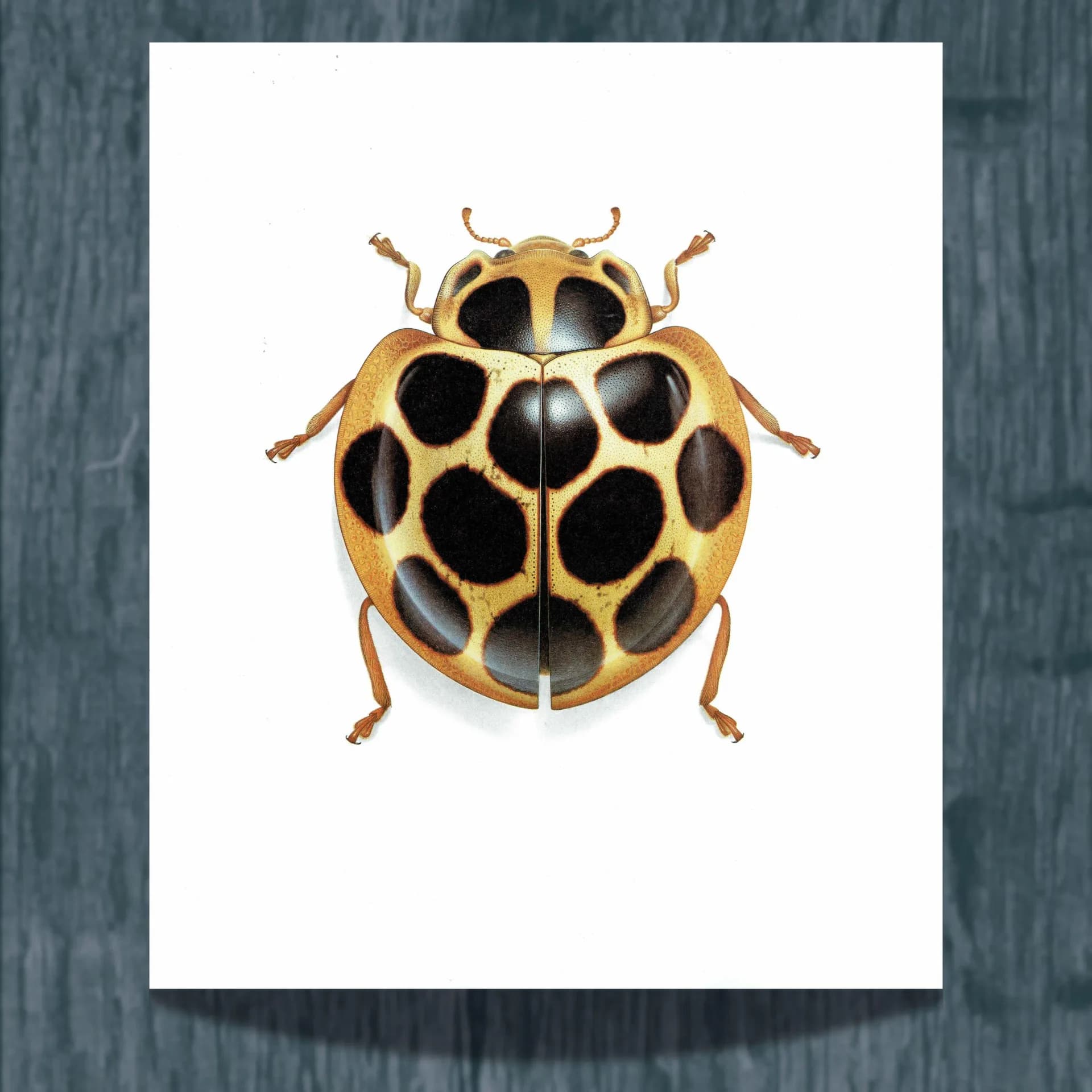 1986 Tortoise Ladybug Aiolocaria Hexaspilota Print - Durin Bernard Les Insectes Scientific Illustration - Hope Entomology - 11 x 13 in
