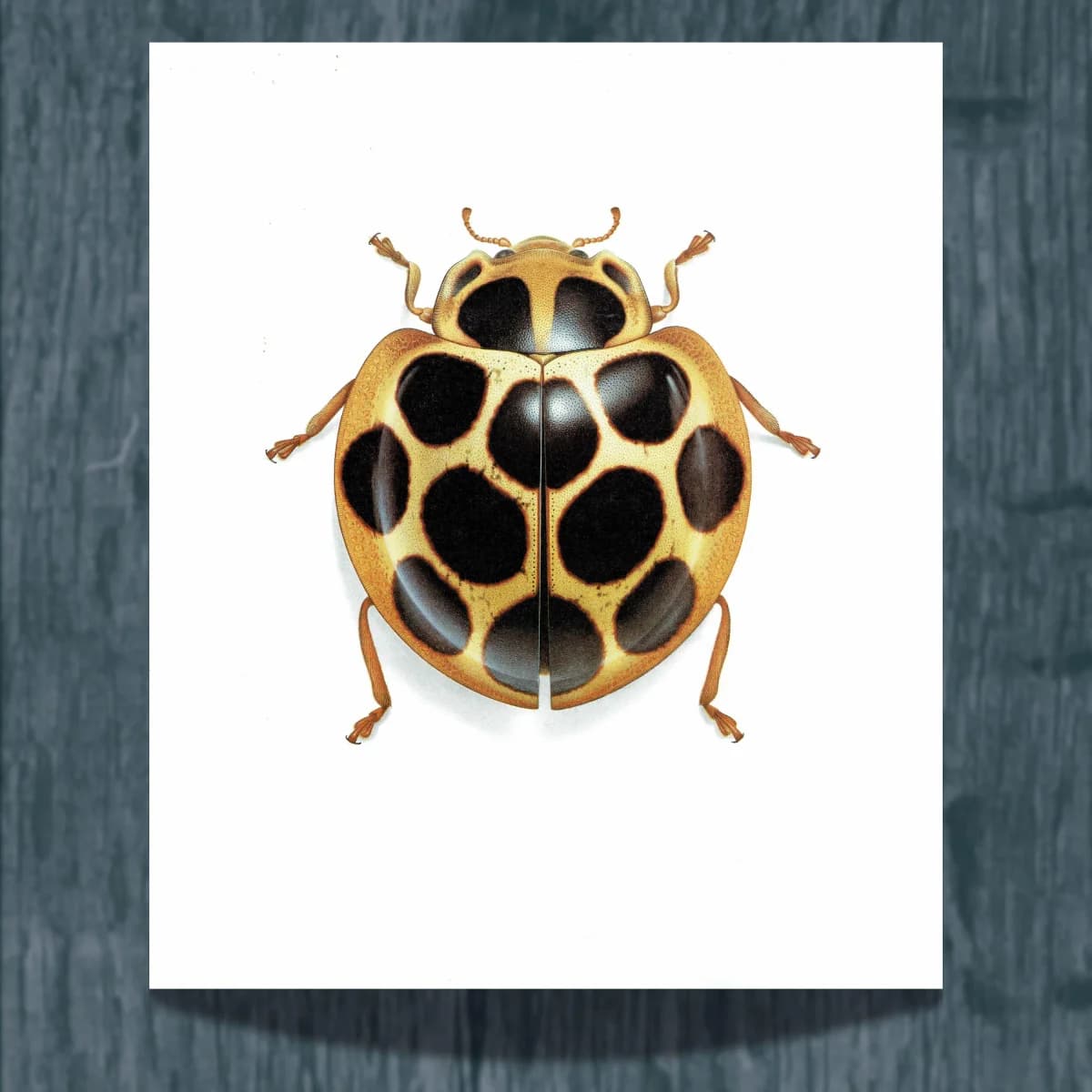 1986 Tortoise Ladybug Aiolocaria Hexaspilota Print - Durin Bernard Les Insectes Scientific Illustration - Hope Entomology - 11 x 13 in