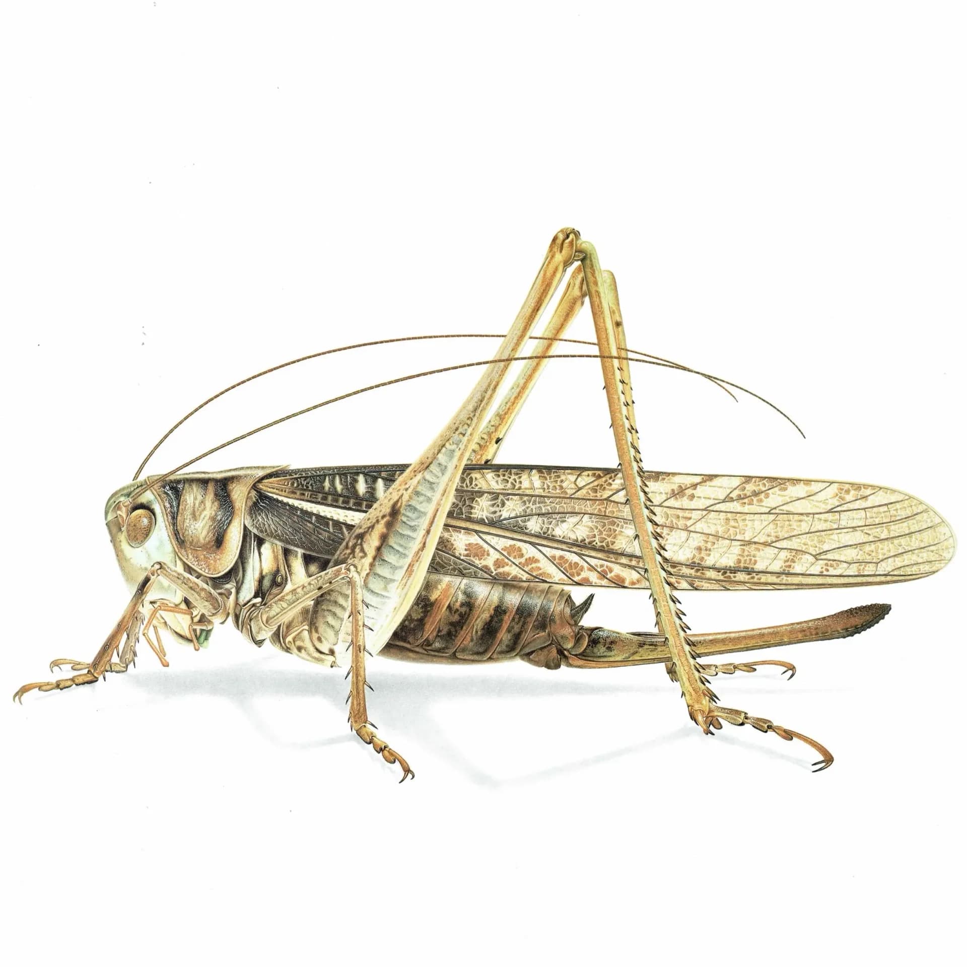 1986 Southern Wartbiter Decticus Albifrons Print - Durin Bernard Les Insectes Scientific Illustration - Fabricius Entomology - 11 x 13 in
