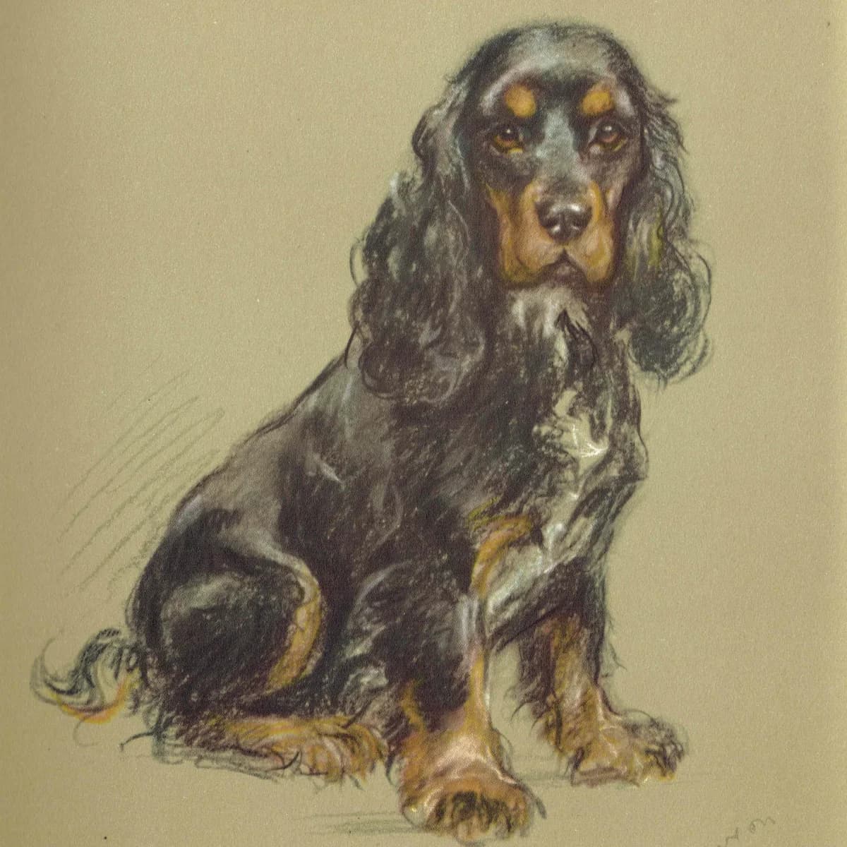 1946 Gordon Setter - Original Vintage Print By Dawson - Dog Portrait Lucy Dawson Neighbours Pet Animal Art - 7 x 9.5 in