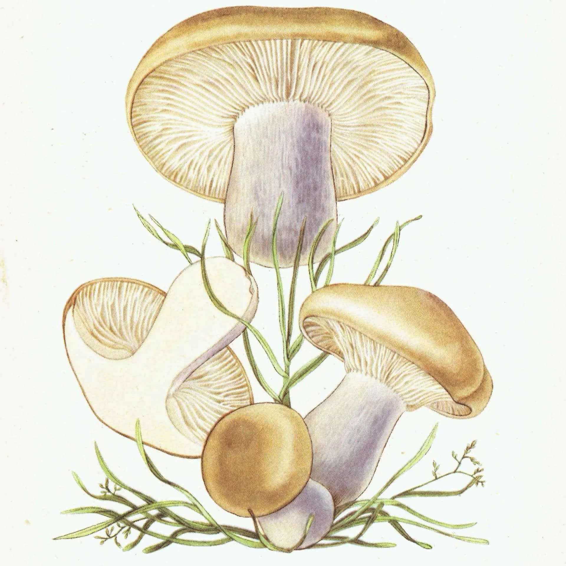 Vintage Mushroom Print - Wood Blewit & St George's, 1943 Botanical Illustration