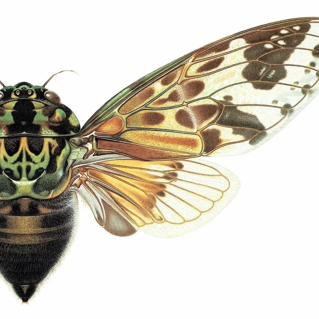 1986 Mana Cicada Pycna Antinoirii Print - Durin Bernard Scientific Illustration - Lethierry Entomology - 11 x 13 in