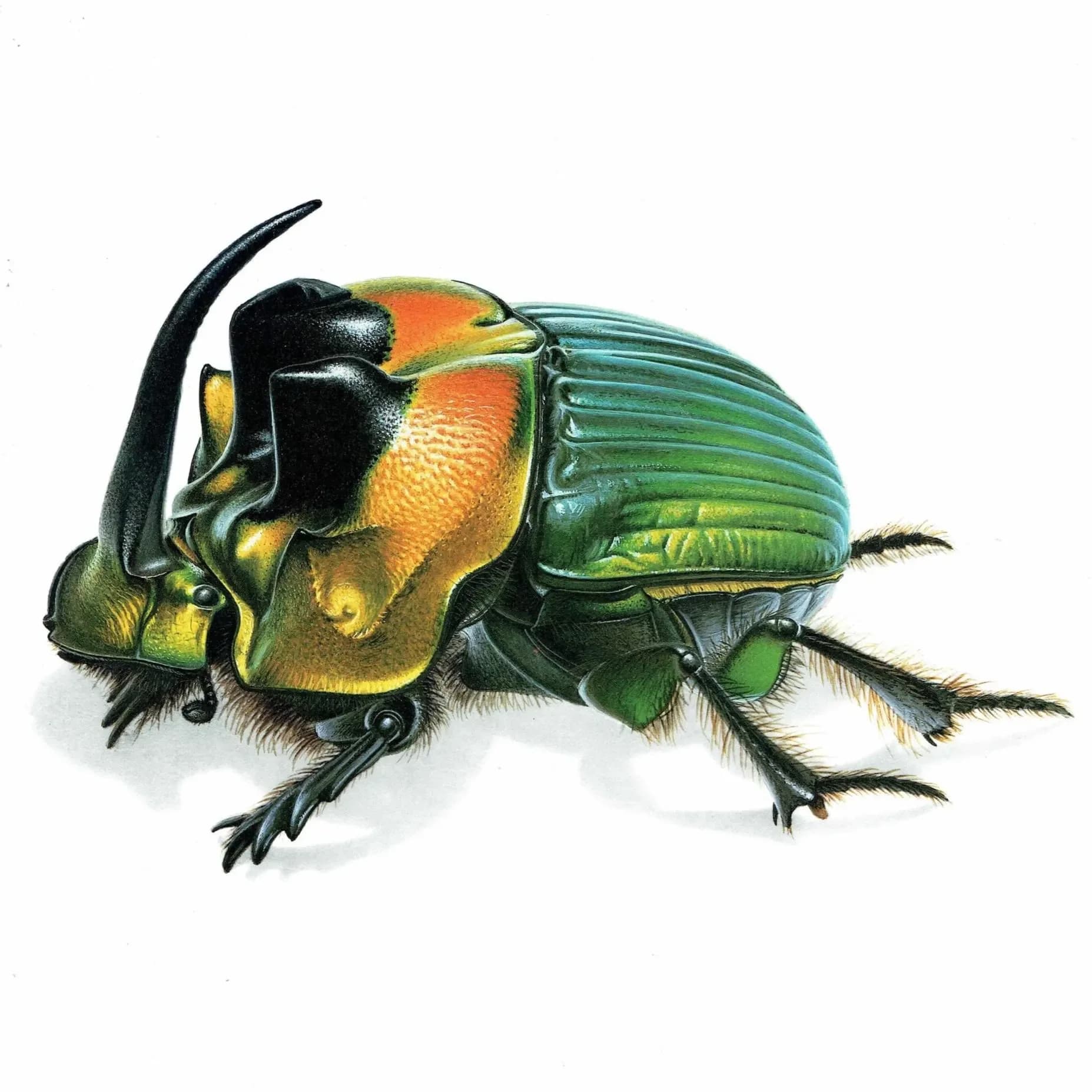 1986 Rainbow Scarab Emperor Dung Beetle Print - Durin Bernard Insectes - Scientific Illustrations Louis Chevrolat Entomology - 11 x 13 in
