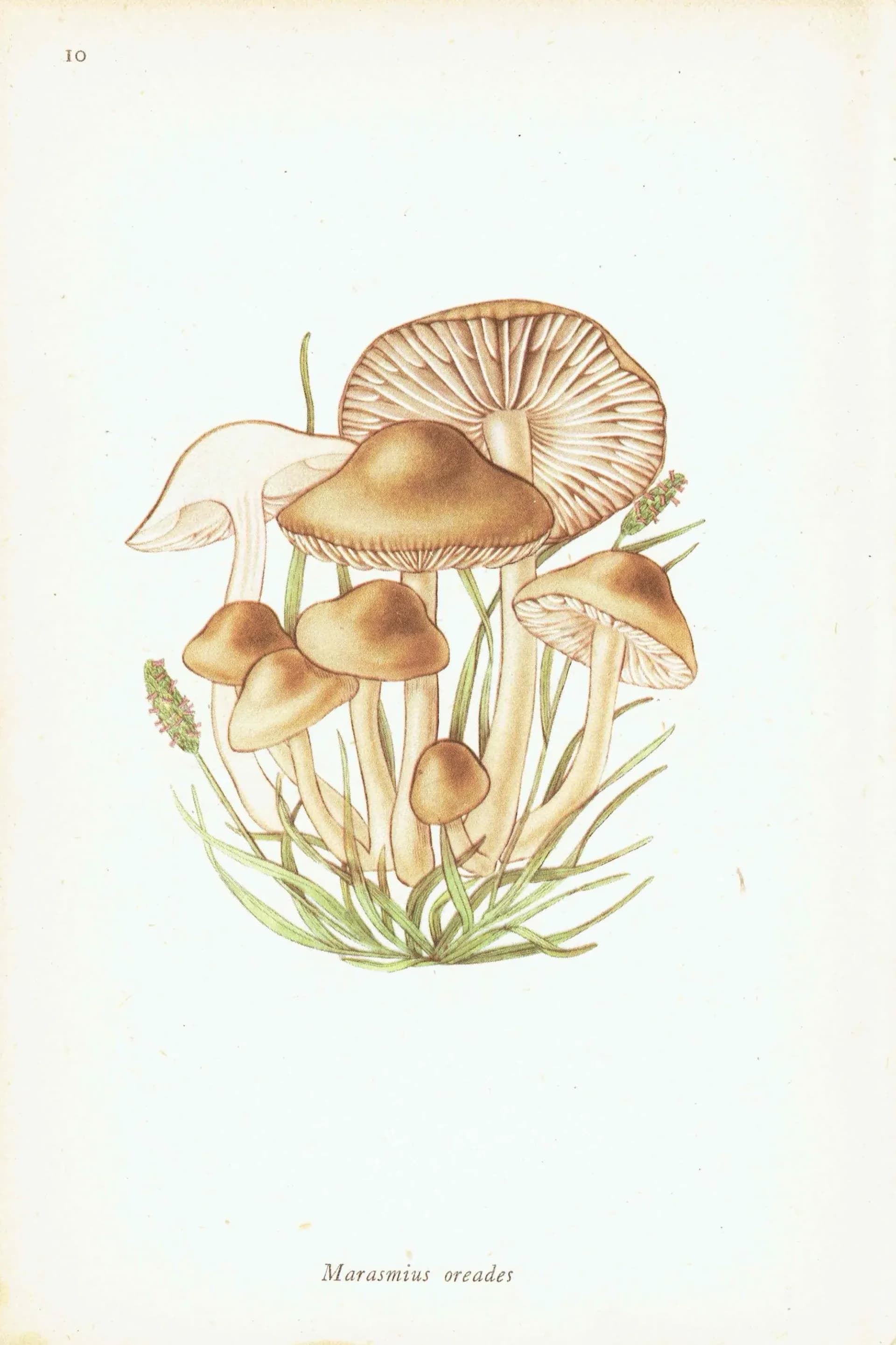 Fairy Ring & Oyster Mushroom Vintage Print – 1943 Botanical Illustration