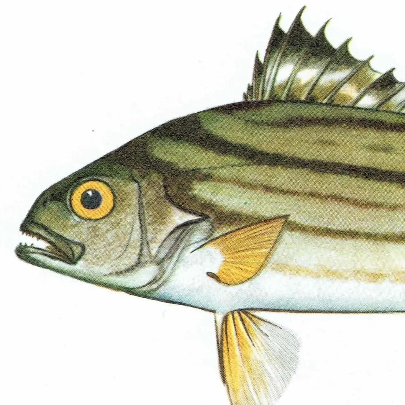 1964 Crescent Perch, Trumpeter Perch & Dolphinfish - Original Vintage Print By Coates - Great Barrier Reef Fish Study - 7 x 9 in