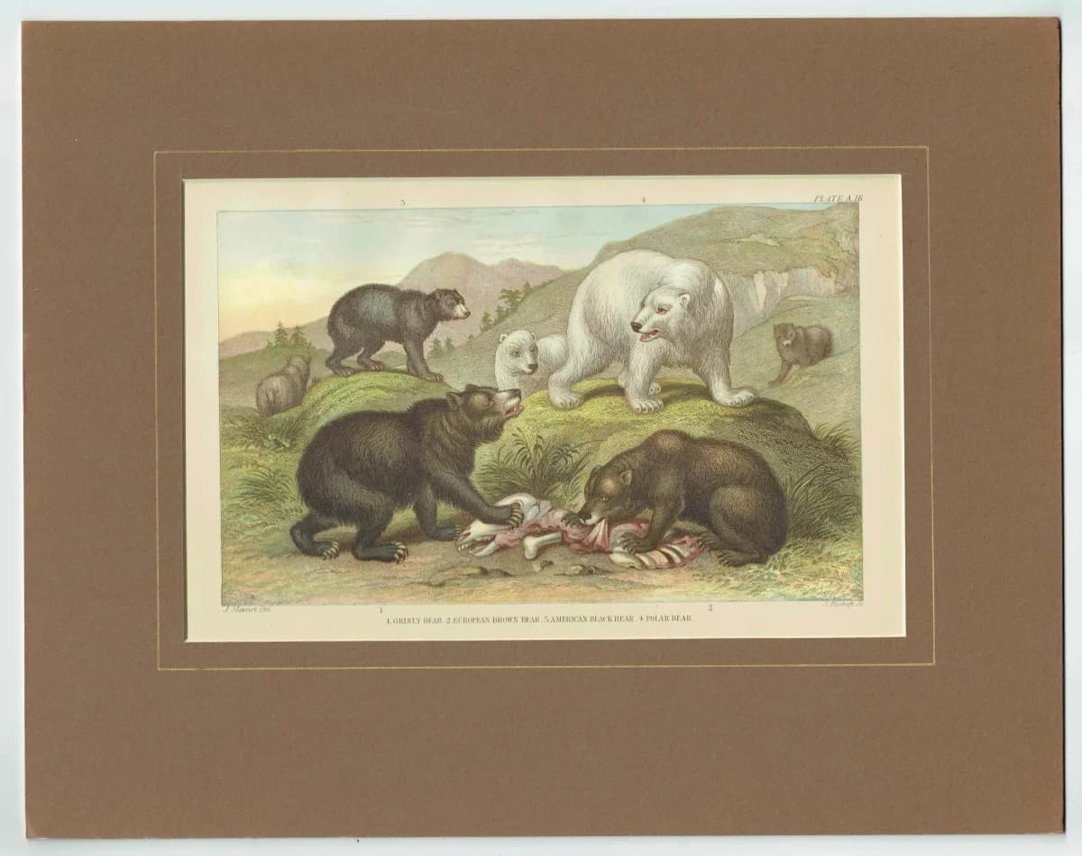 c.1880 Four Bear Species Print – Grisly, Brown, Black & Polar Bear – Natural History Illustration – 6.5 x 9.5 in