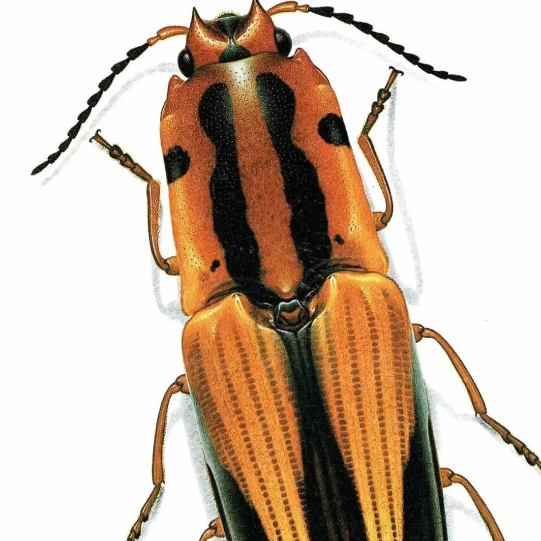 1986 Click Beetle Semiotus Intermedius Print - Durin Bernard Les Insectes Scientific Illustration - Herbst Entomology - 11 x 13 in